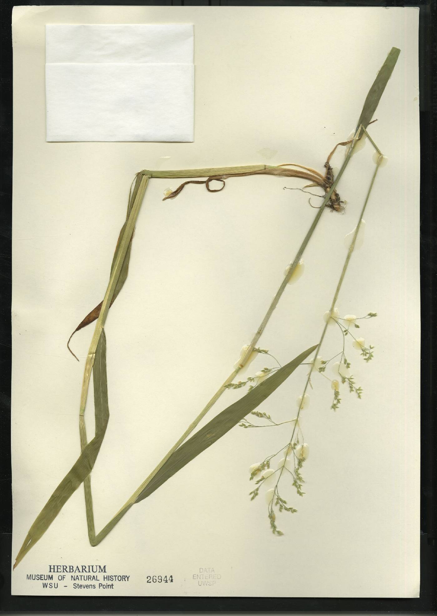 Milium effusum image