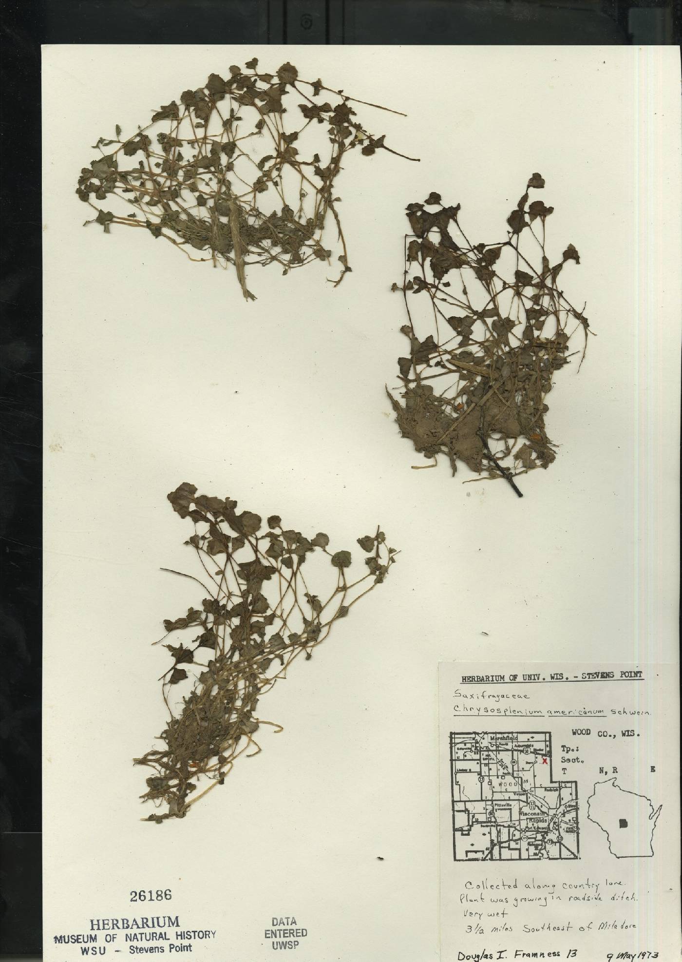 Chrysosplenium americanum image