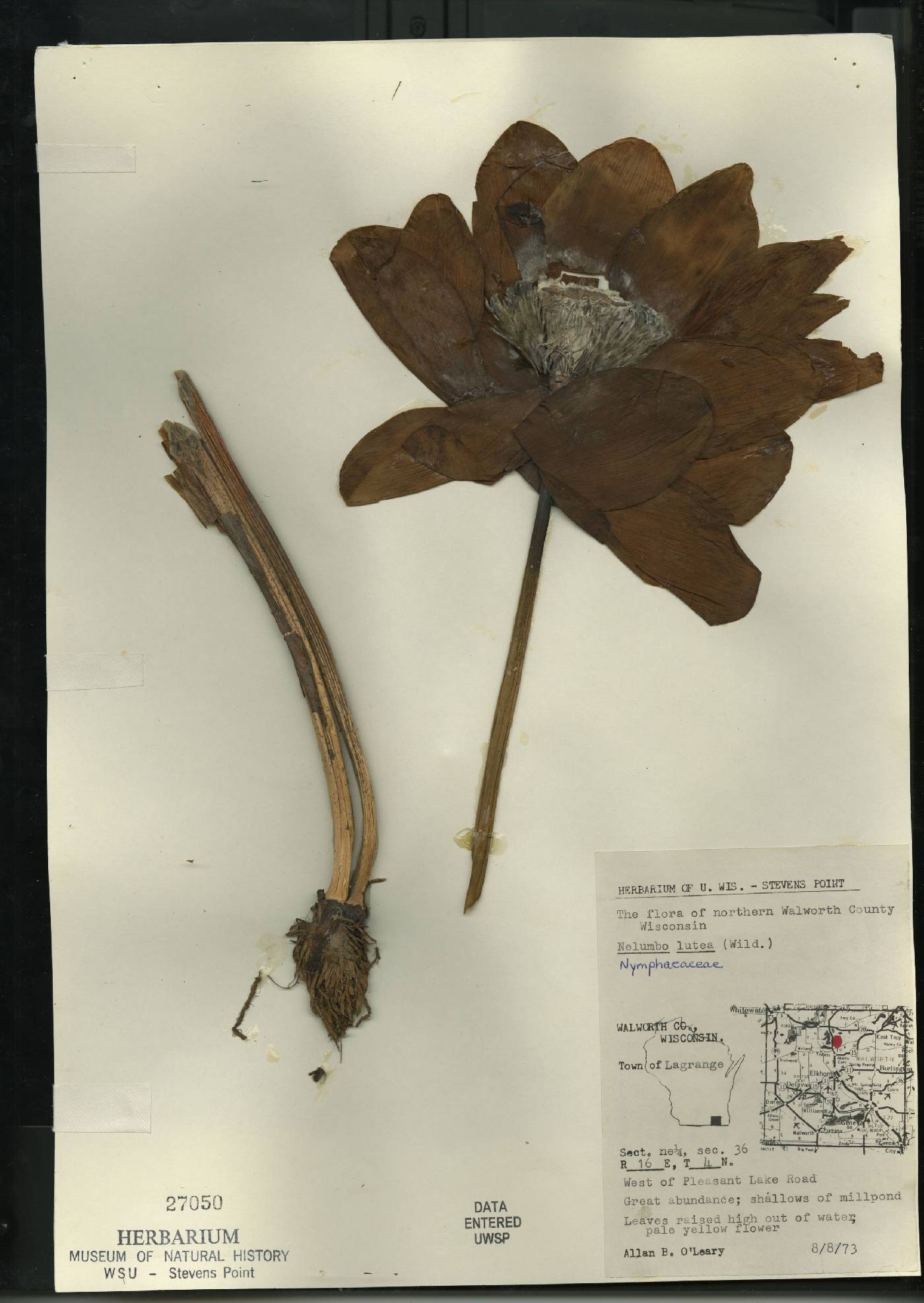 Nelumbo lutea image