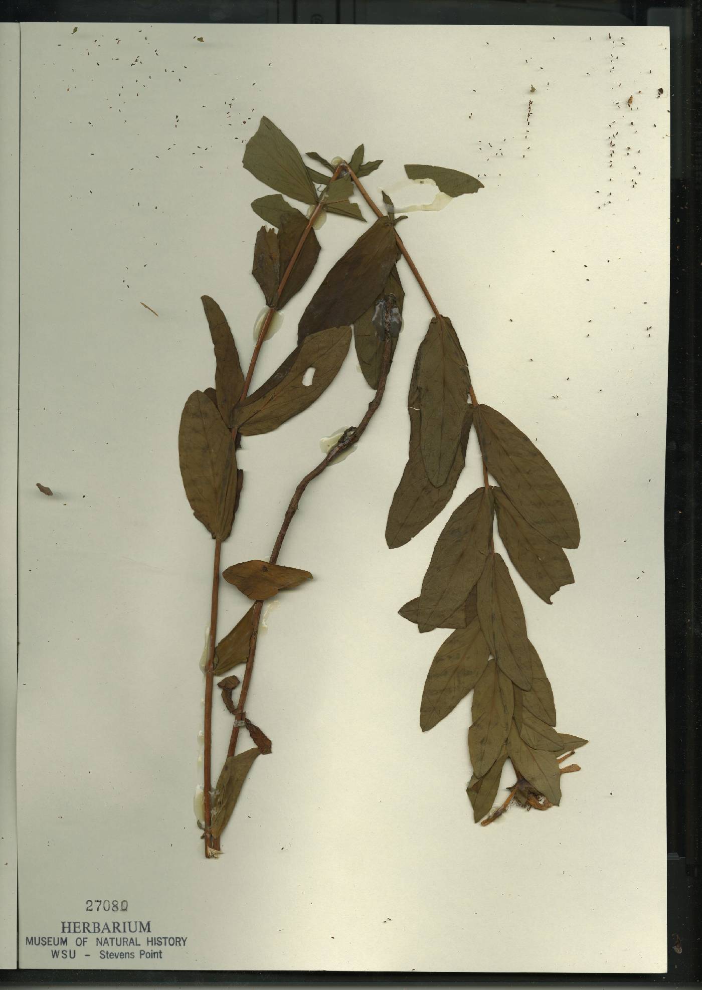 Hypericum ascyron image