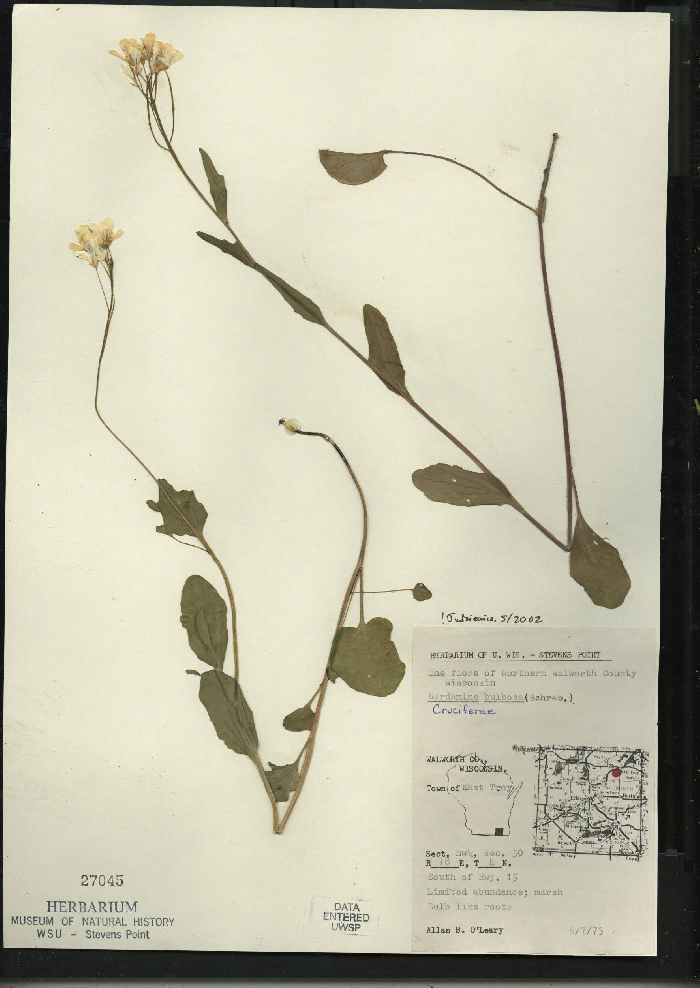 Cardamine bulbosa image