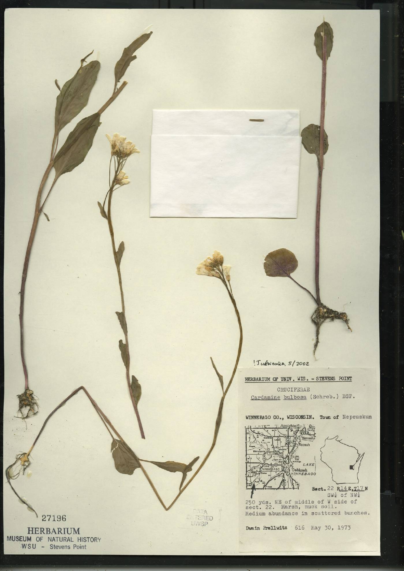 Cardamine bulbosa image
