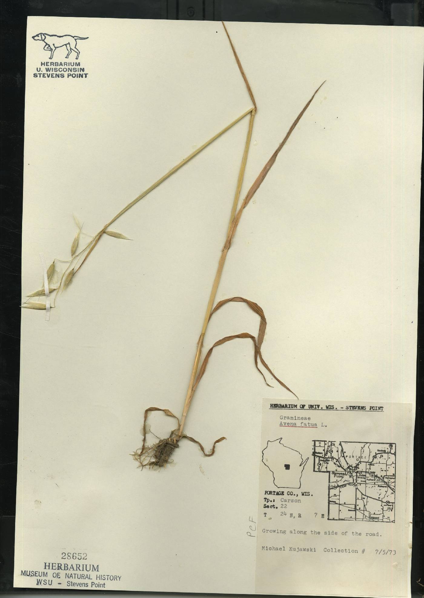 Avena fatua image