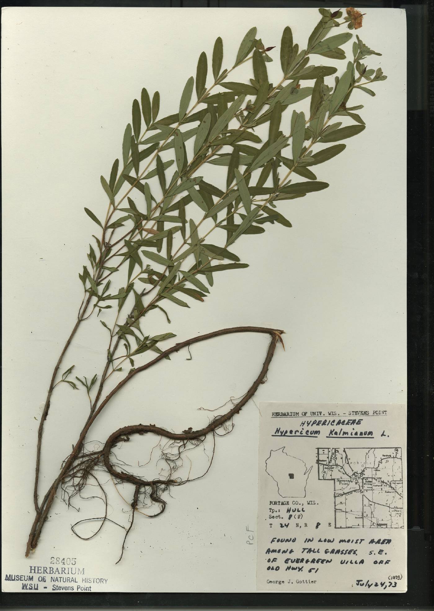 Hypericum kalmianum image