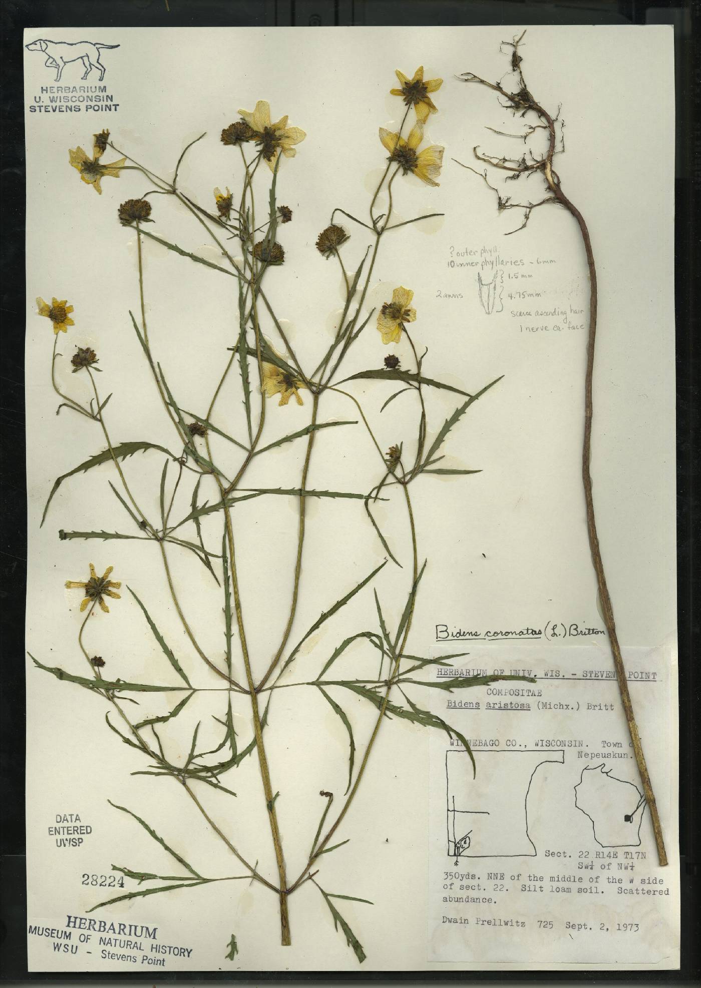 Bidens trichosperma image