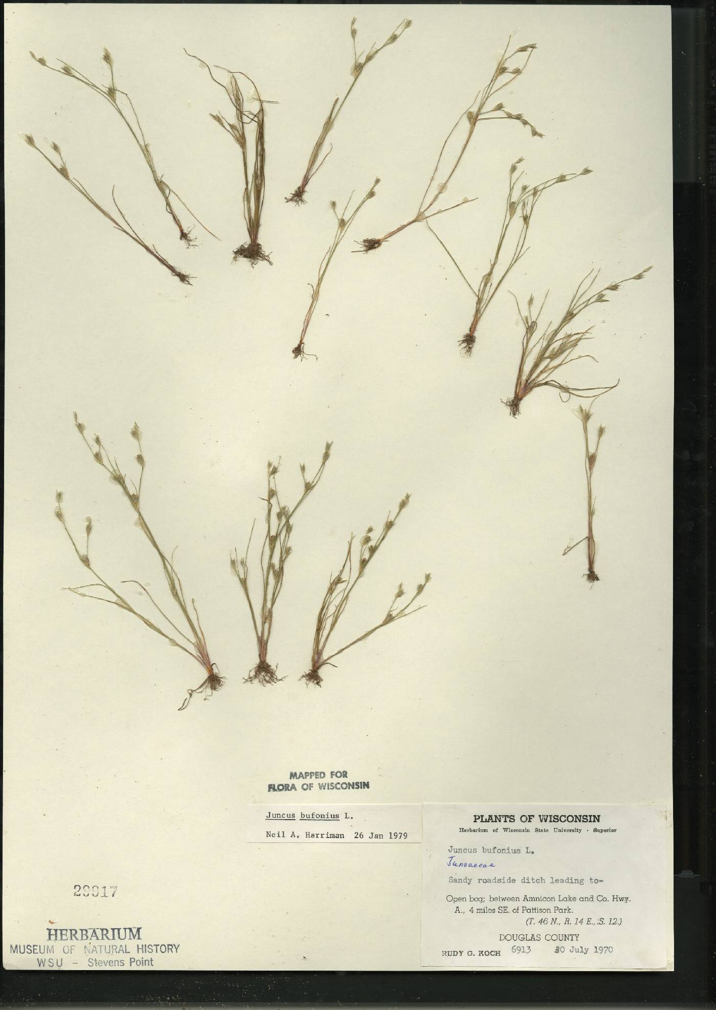 Juncus bufonius image