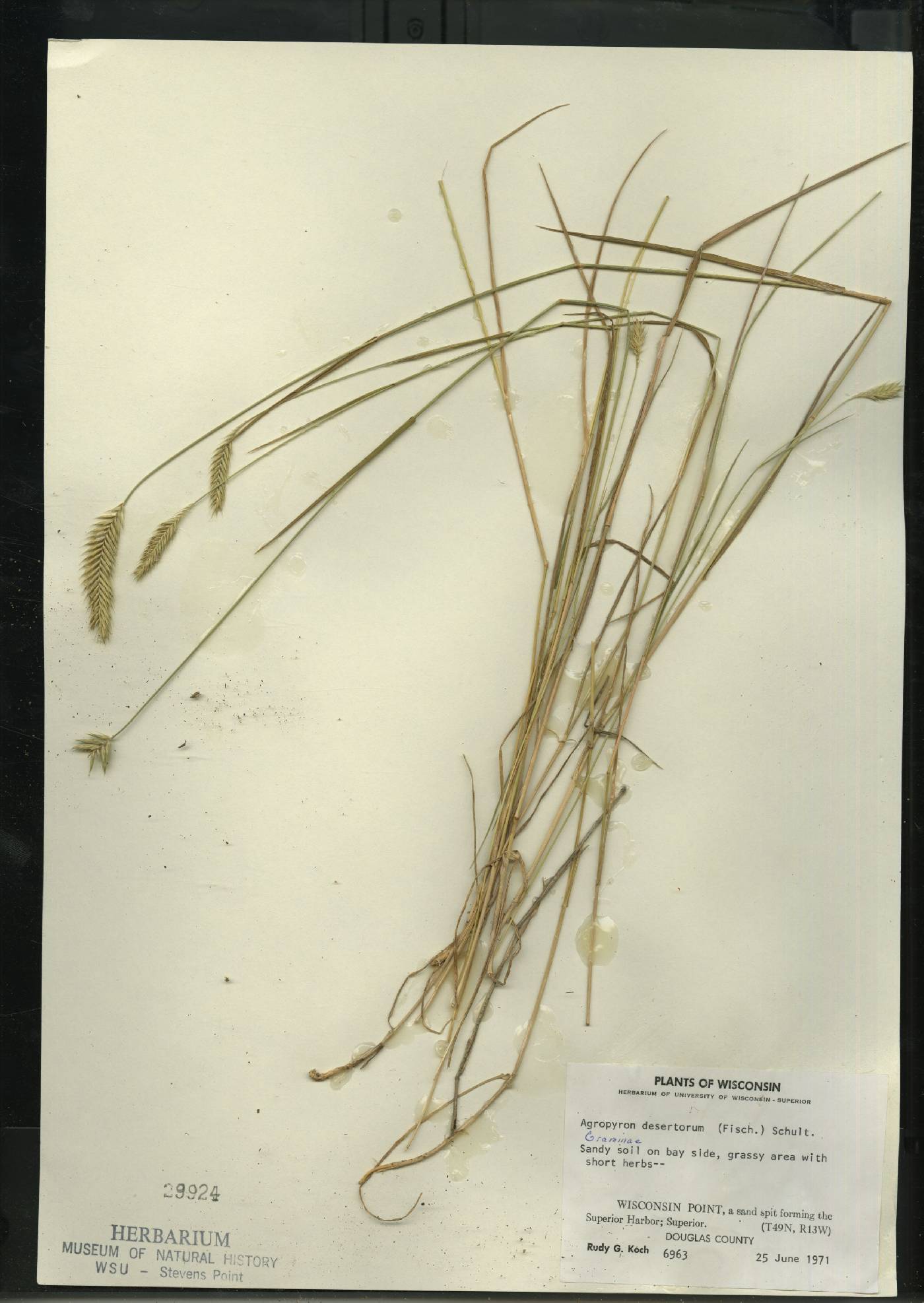 Agropyron cristatum image