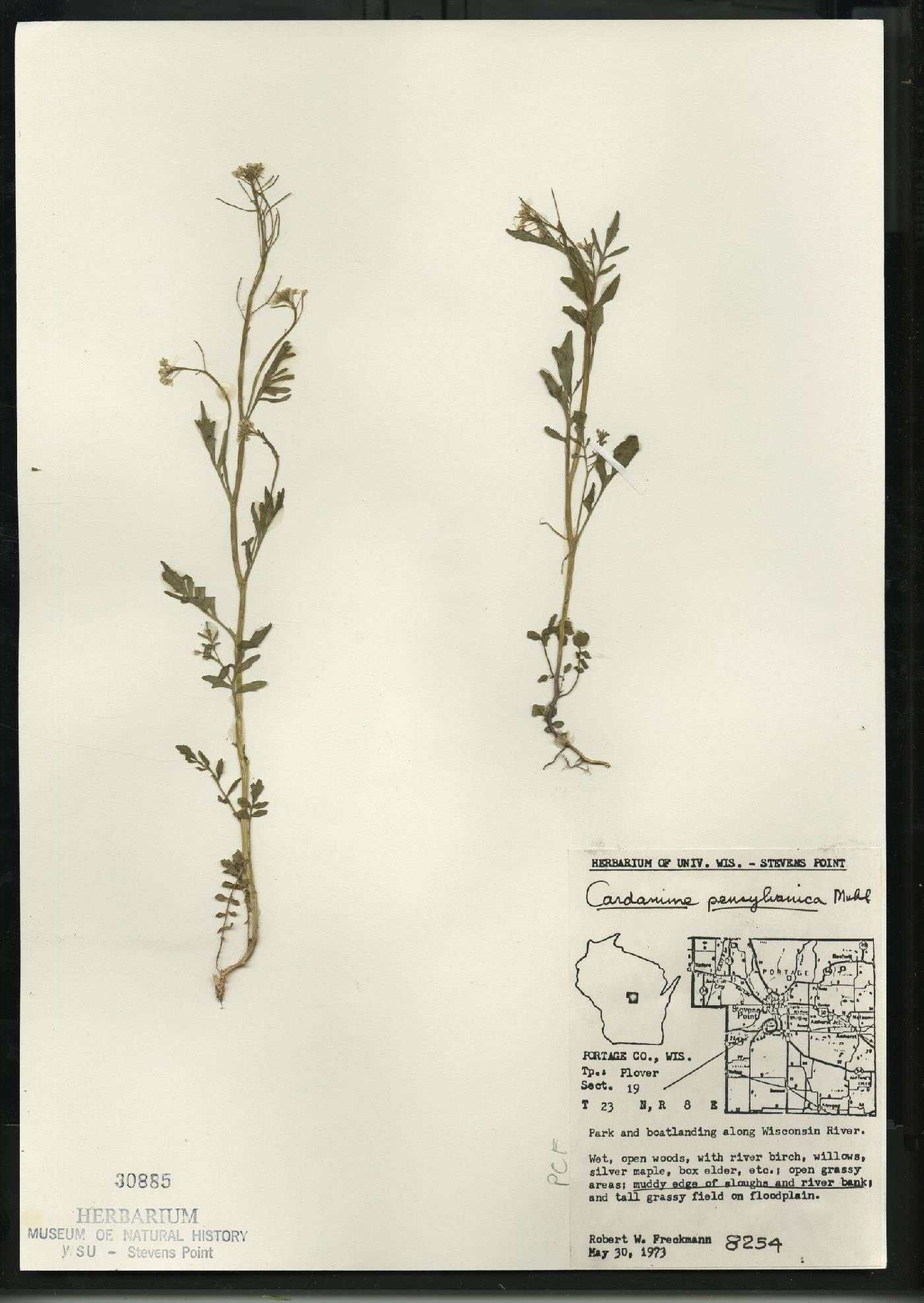 Cardamine pensylvanica image
