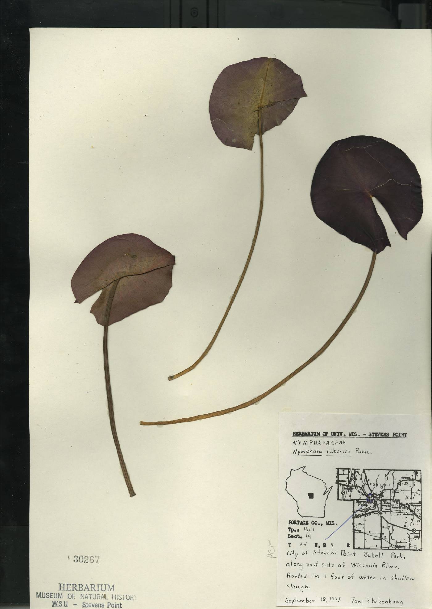 Nymphaea odorata subsp. tuberosa image
