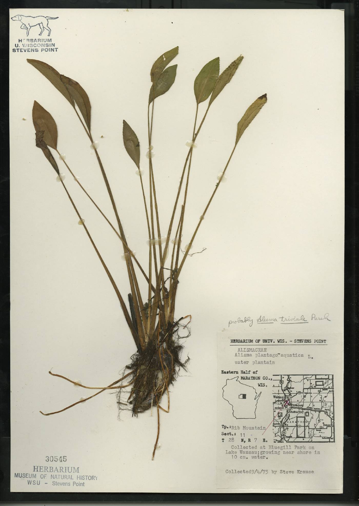 Alisma triviale image