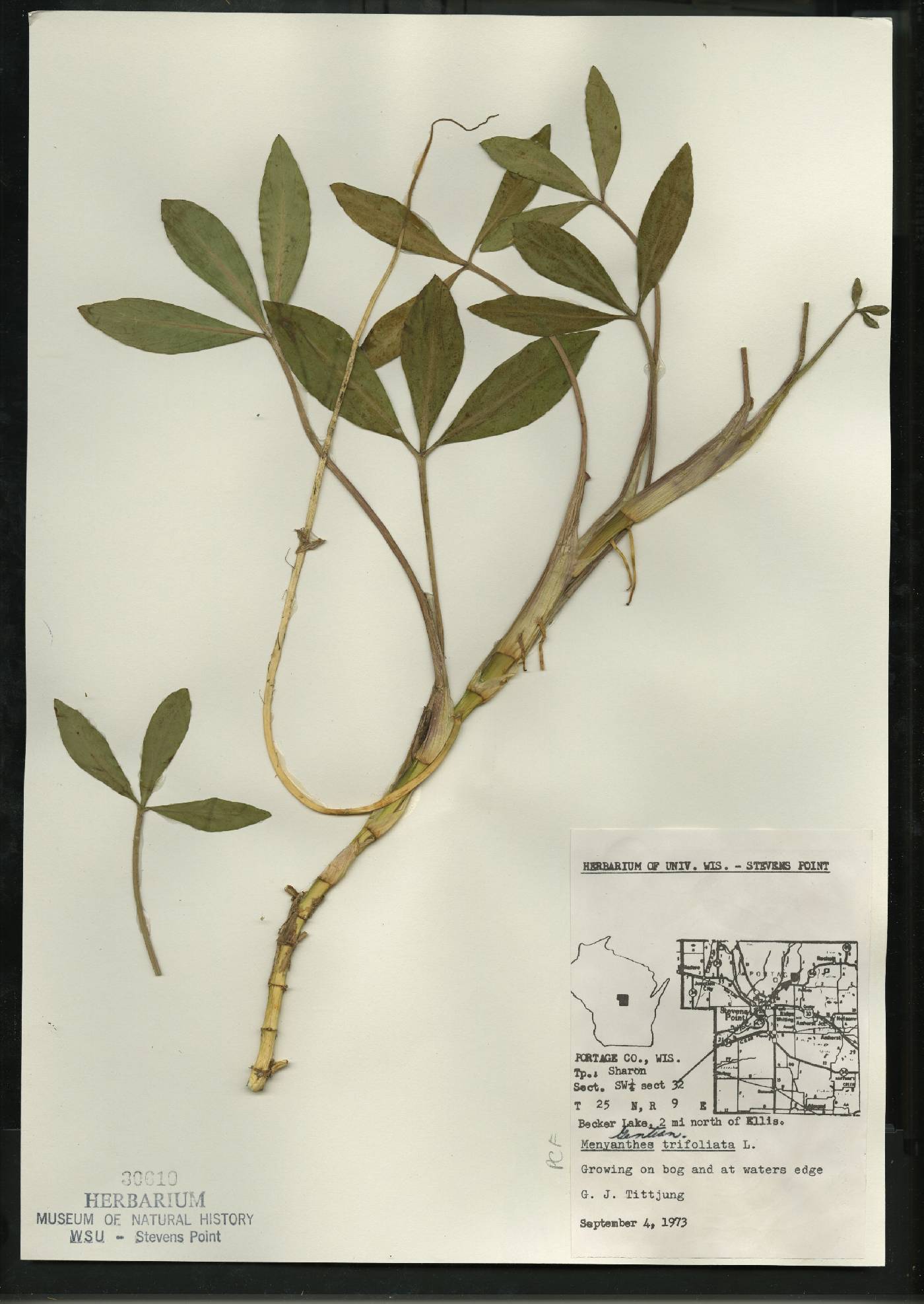 Menyanthes trifoliata image