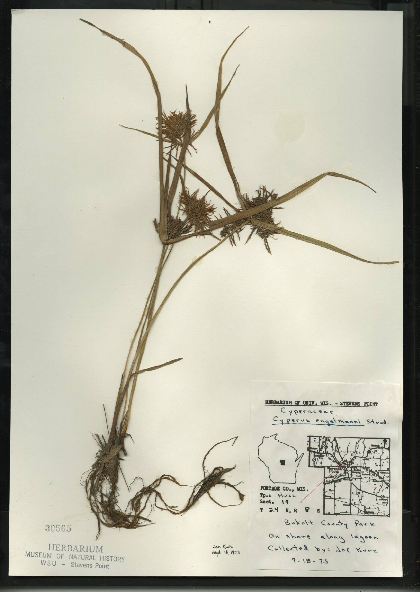 Cyperus odoratus image