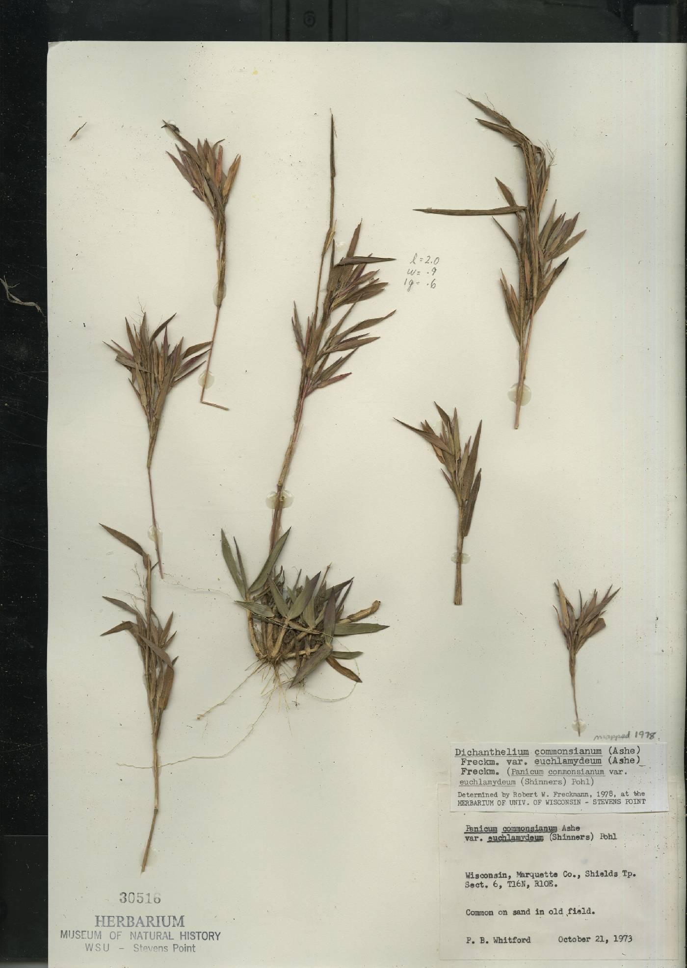 Dichanthelium commonsianum var. euchlamydeum image