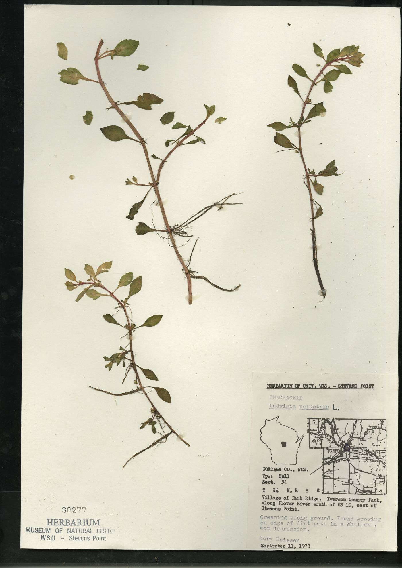 Ludwigia palustris image