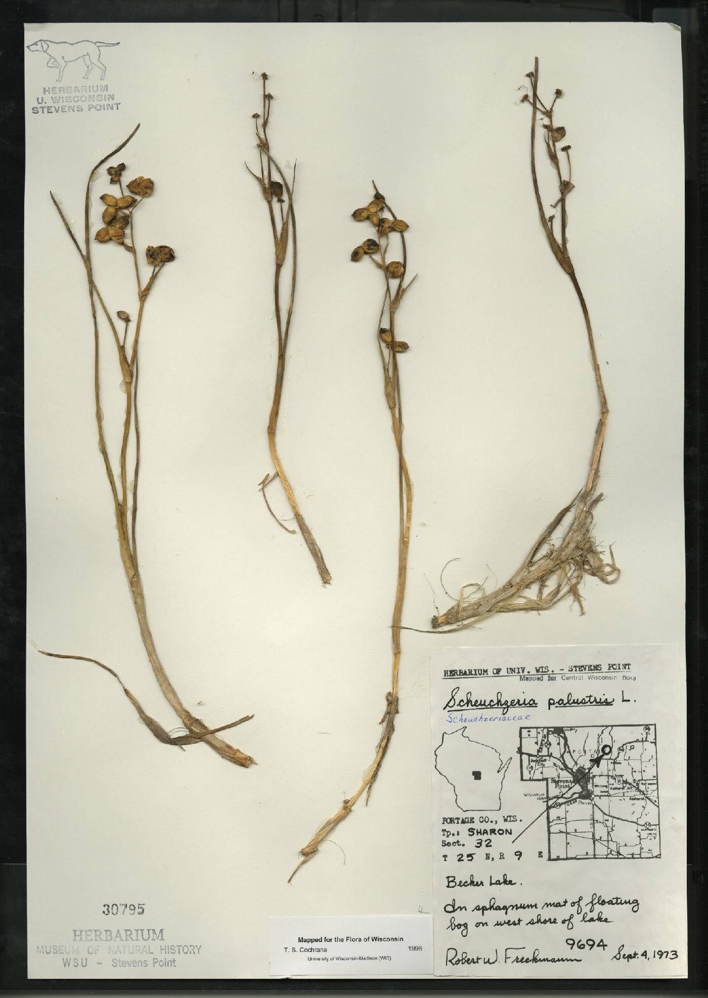 Scheuchzeria palustris image