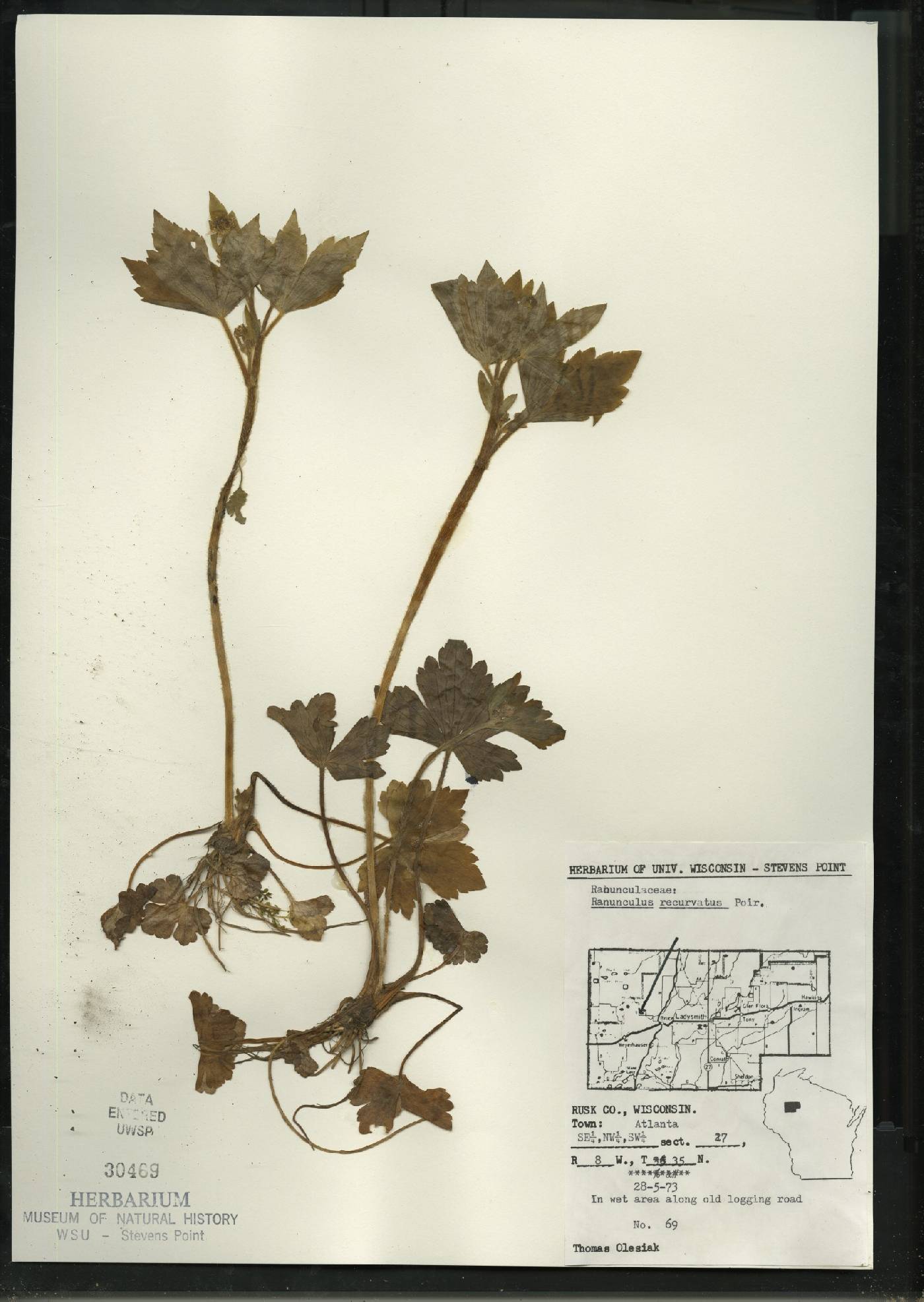 Ranunculus recurvatus var. recurvatus image
