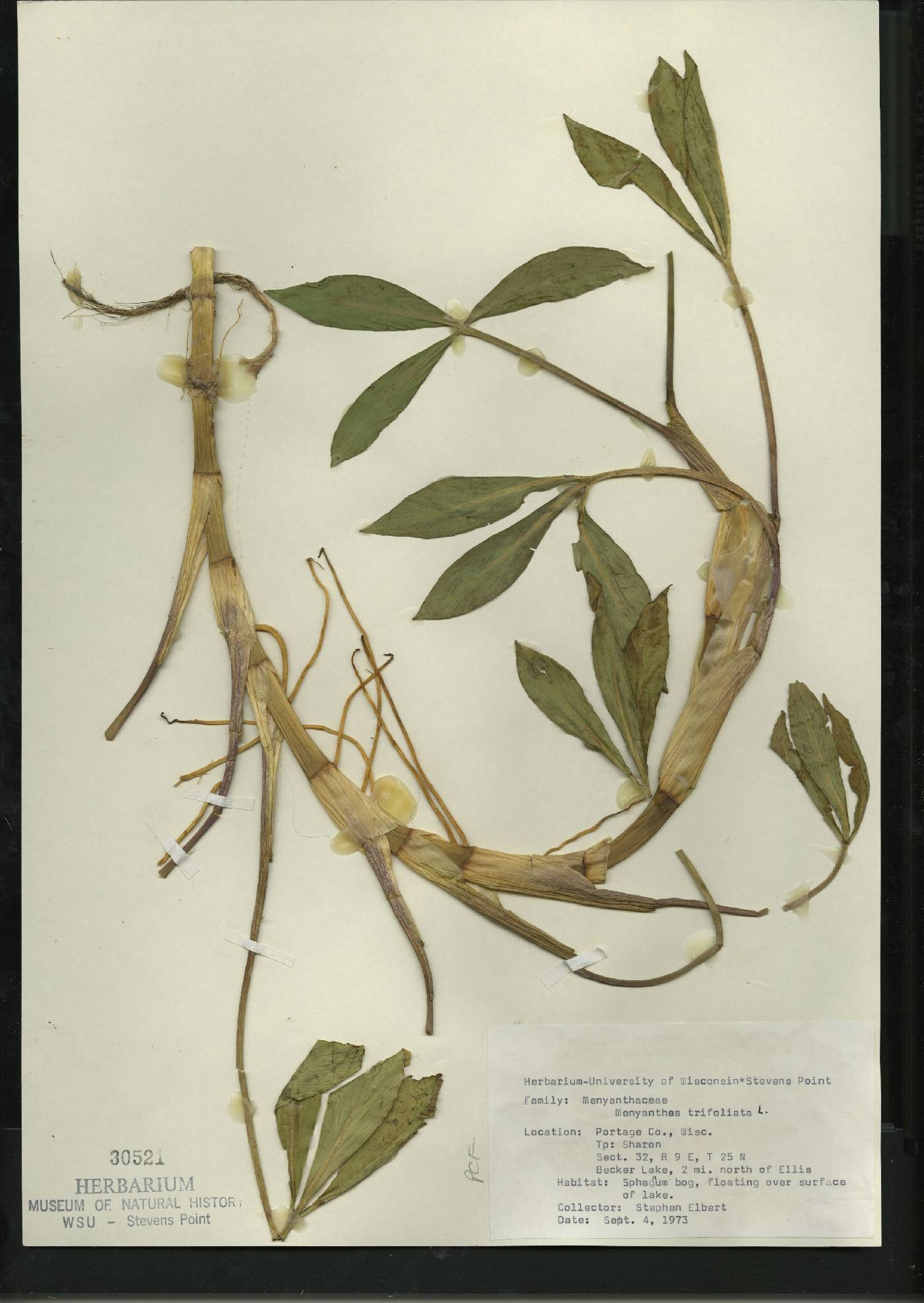 Menyanthes trifoliata image