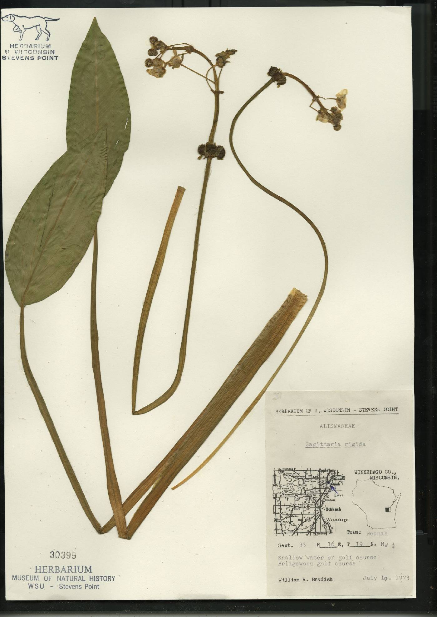 Sagittaria rigida image