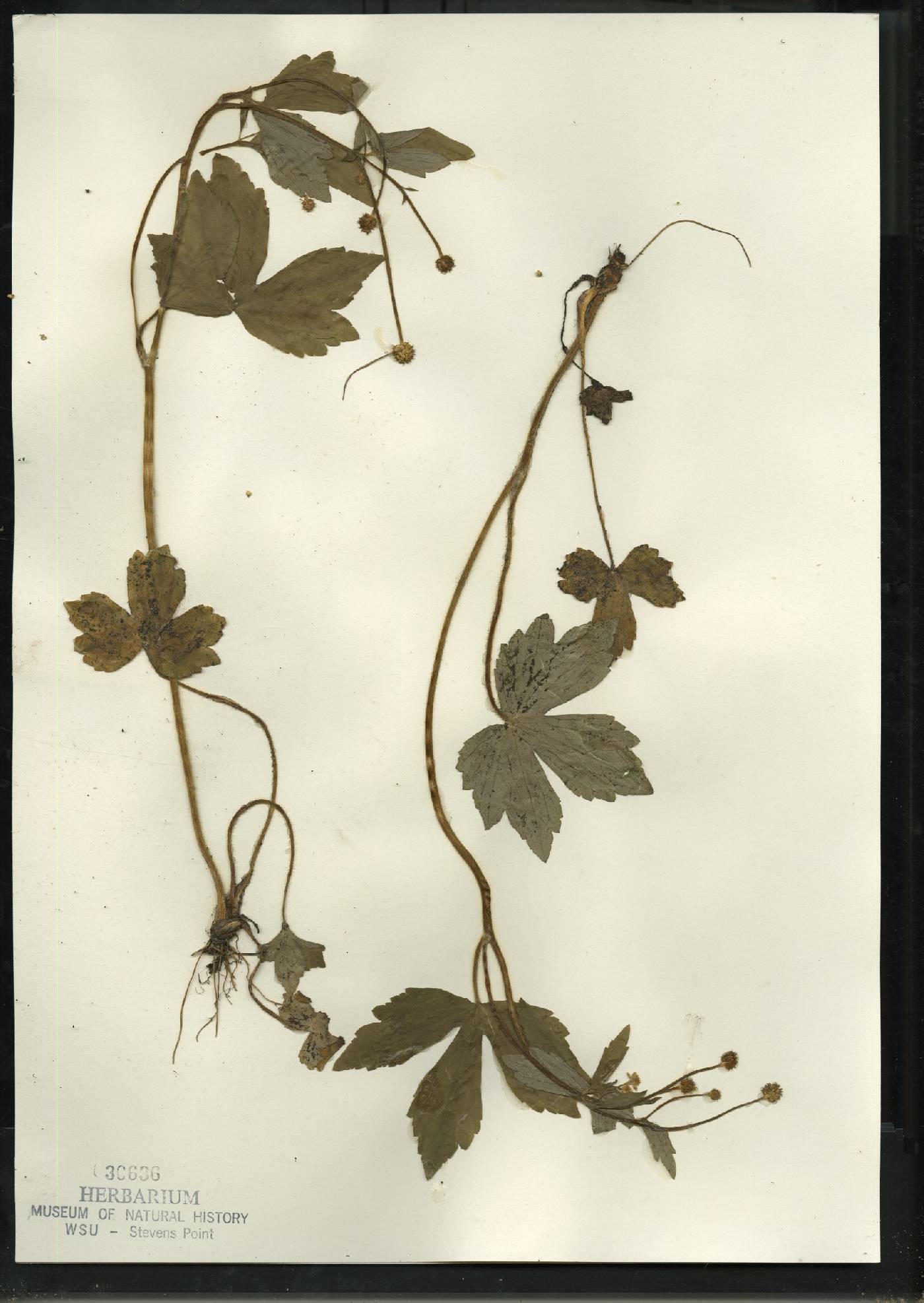 Ranunculus recurvatus var. recurvatus image