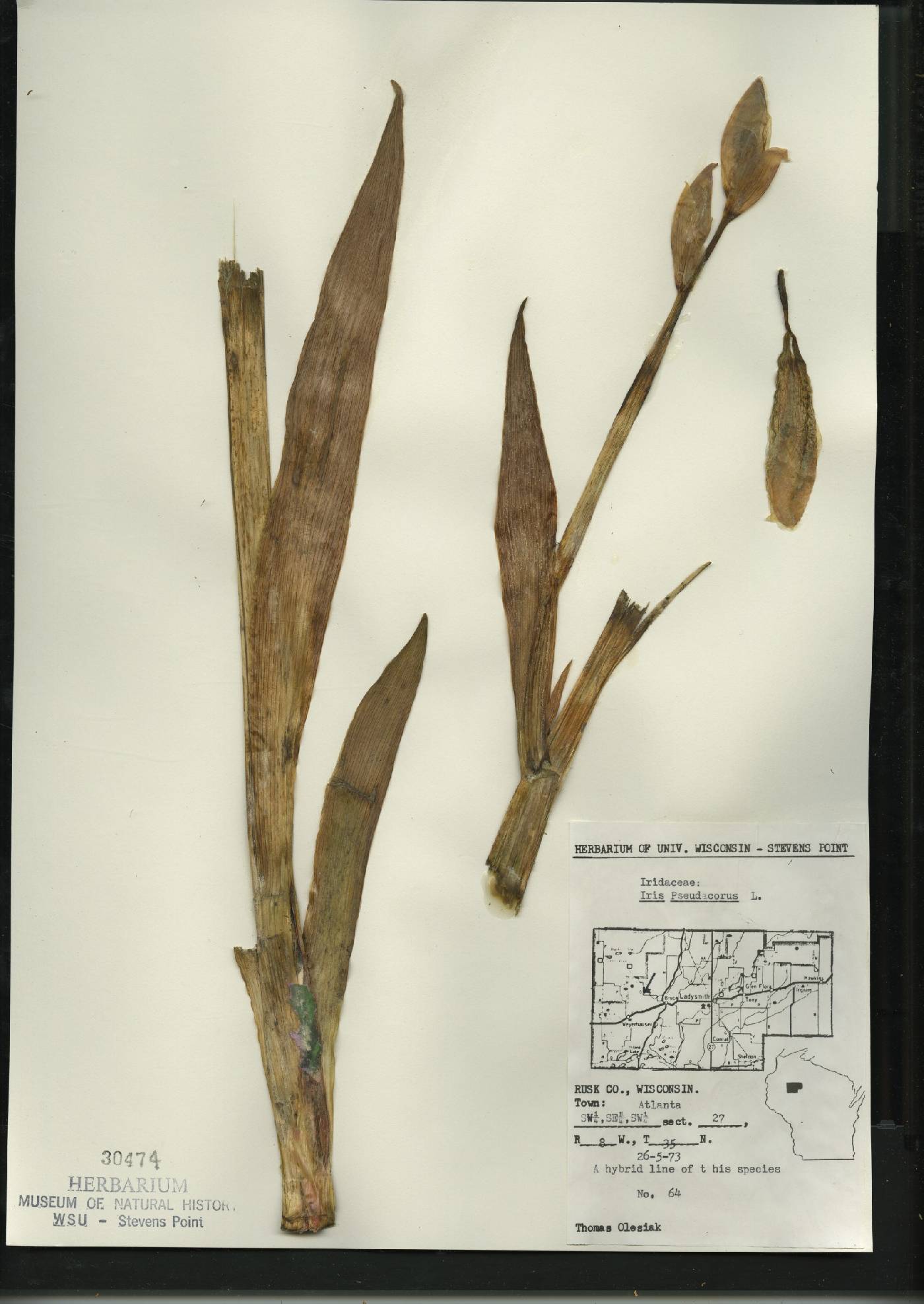 Iris pseudacorus image