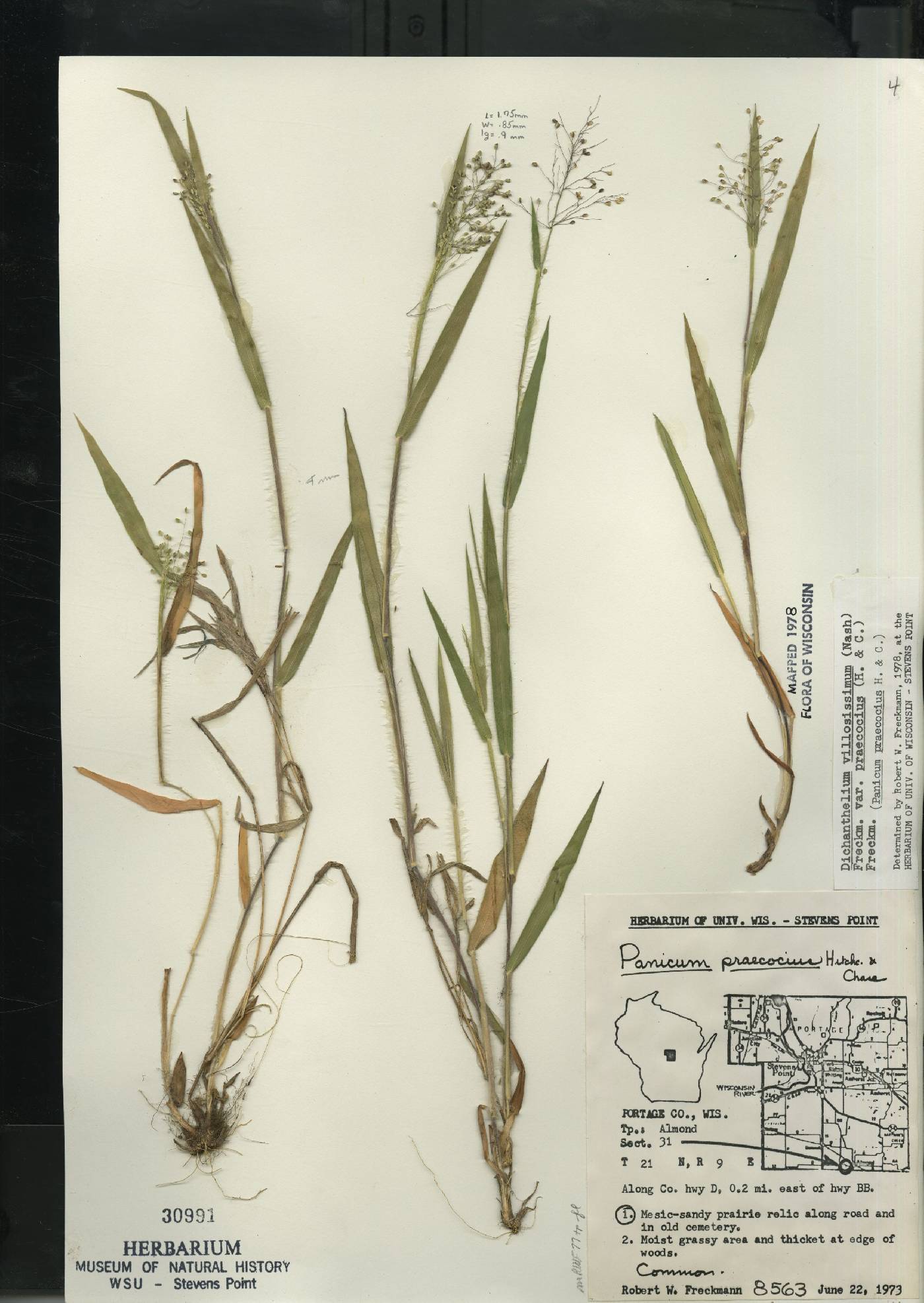 Dichanthelium villosissimum var. praecocius image