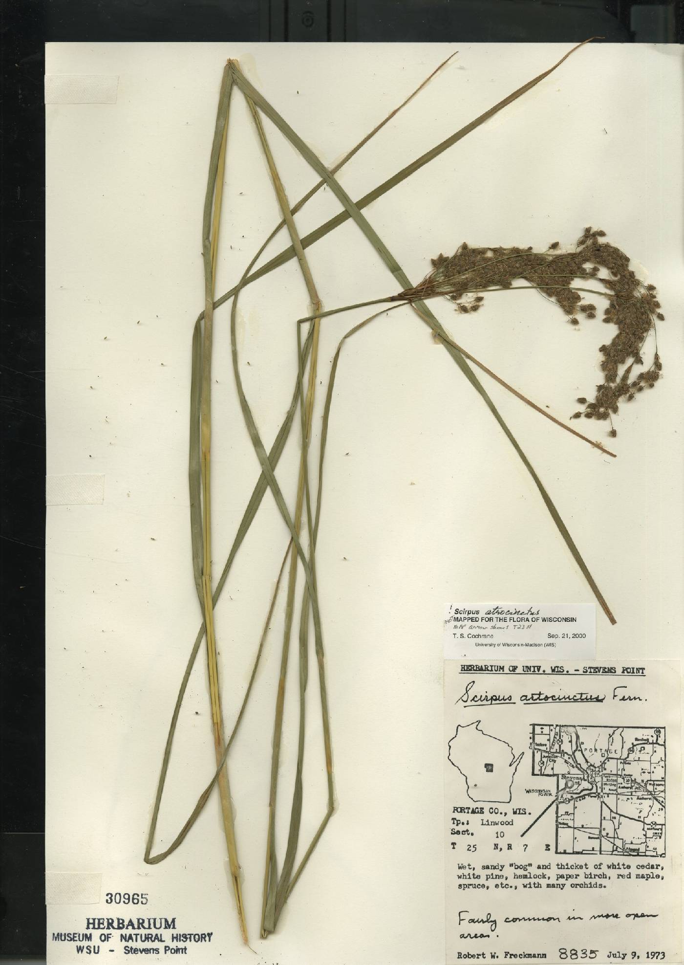Scirpus atrocinctus image