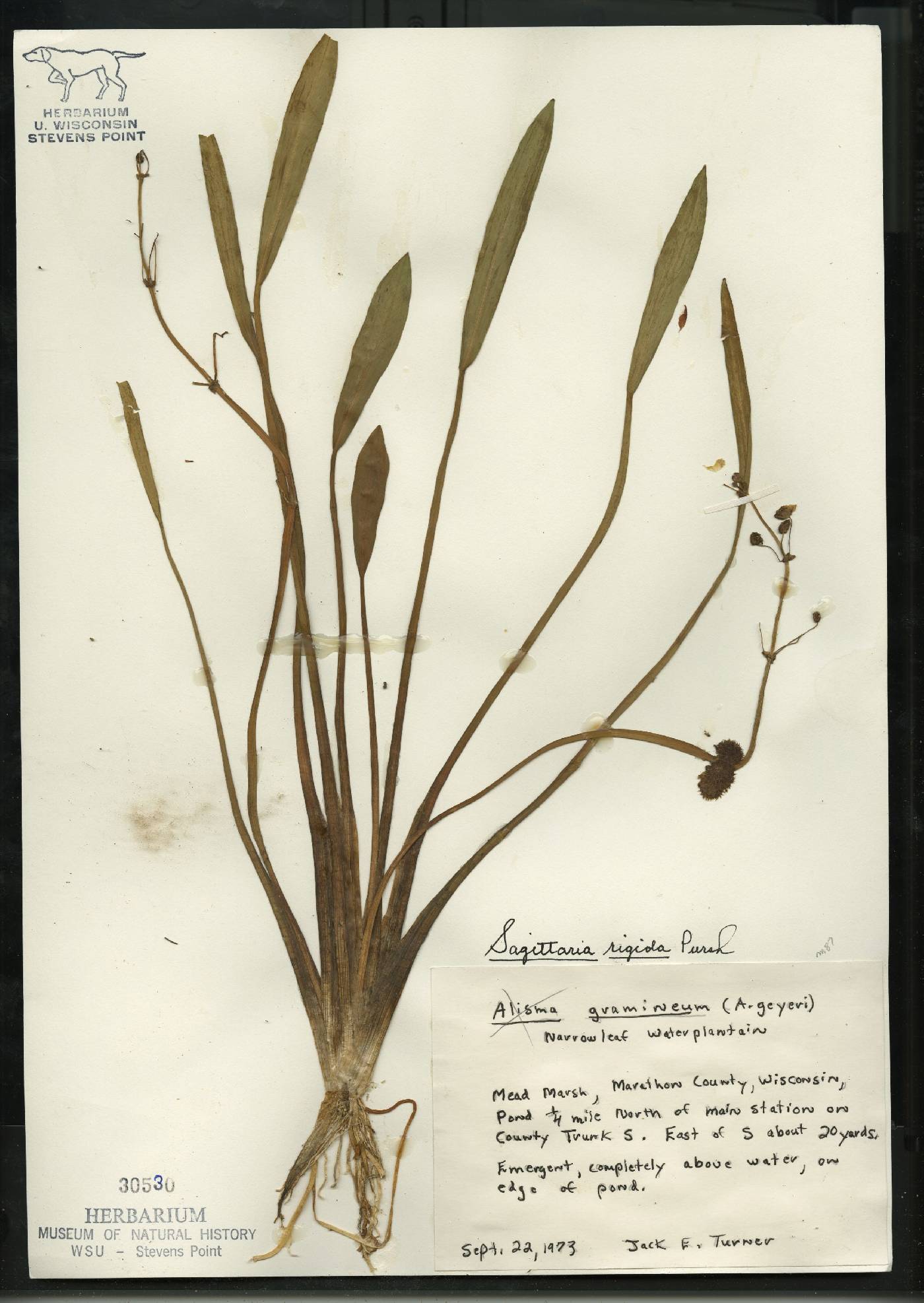 Sagittaria rigida image
