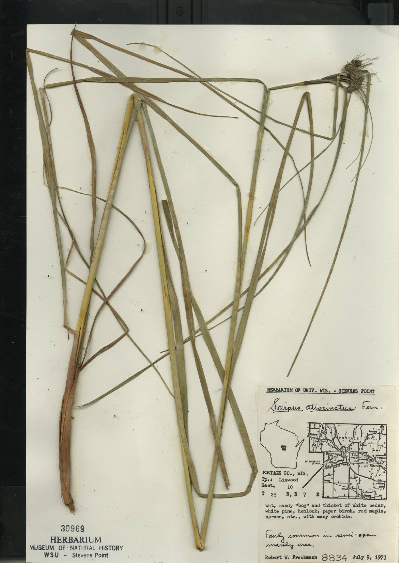 Scirpus atrocinctus image