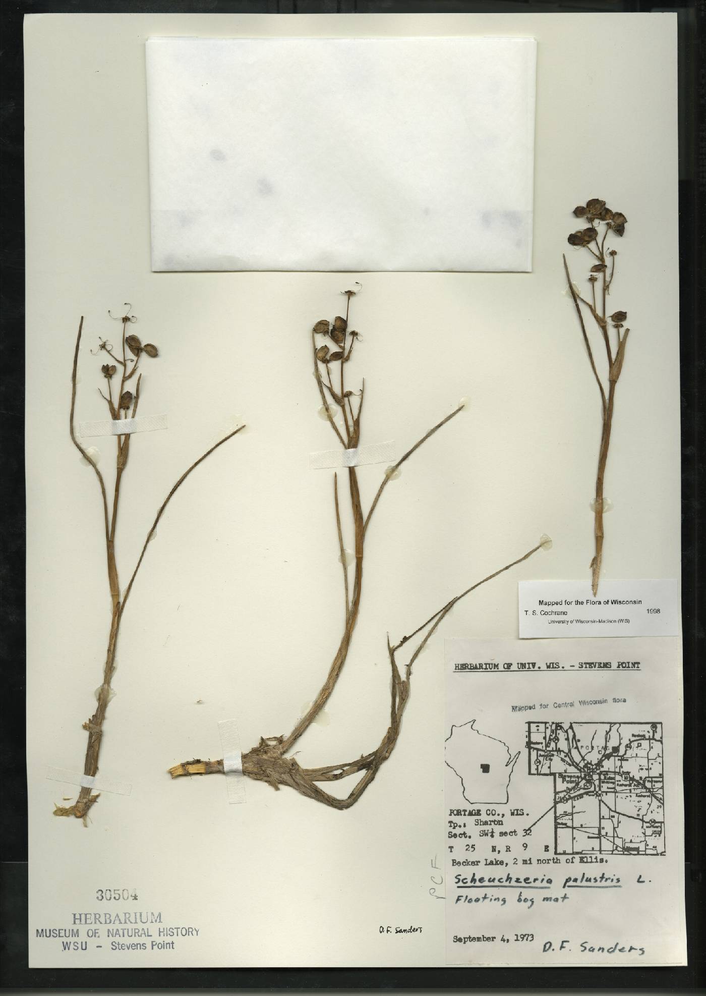 Scheuchzeria palustris image