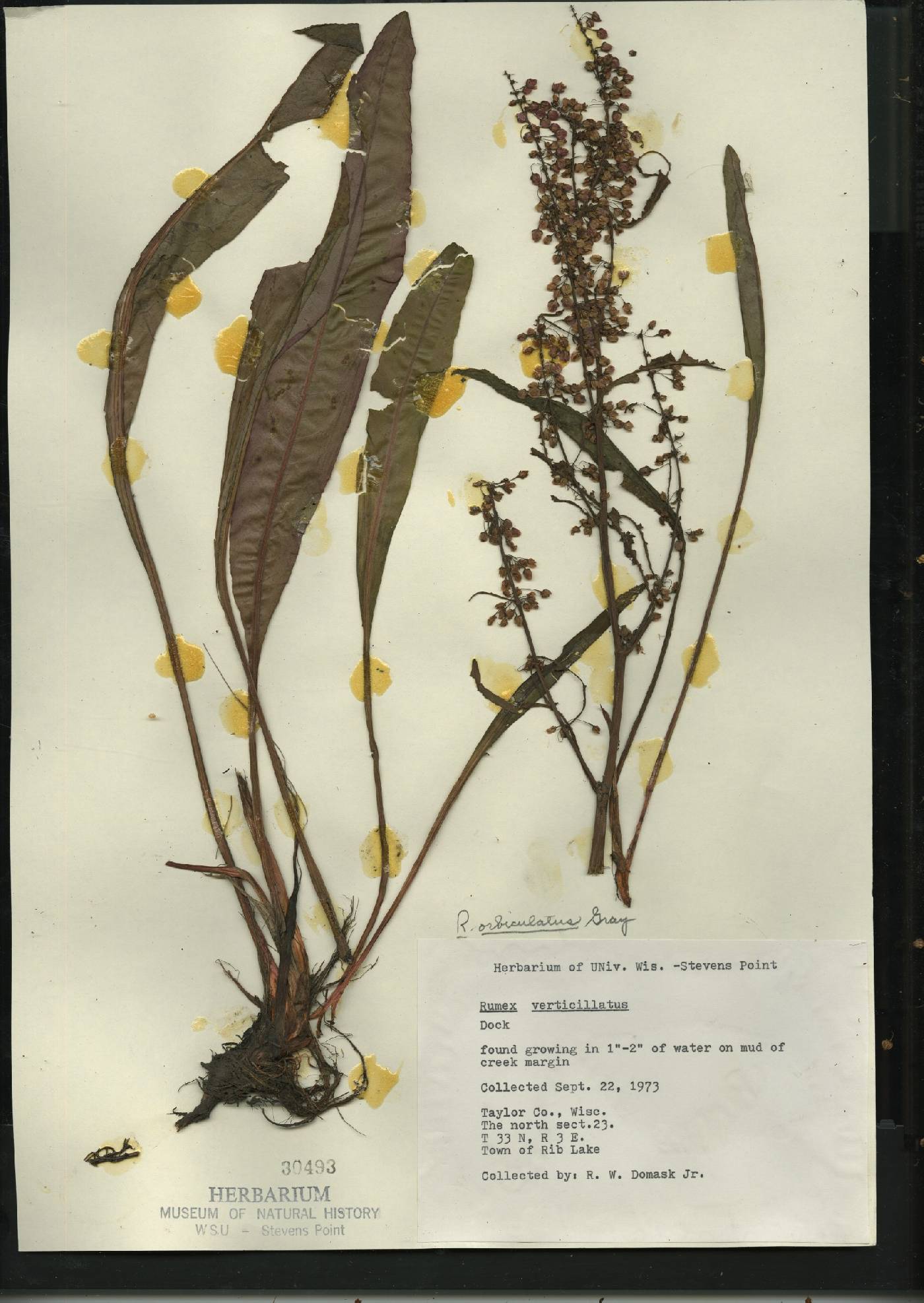 Rumex britannica image