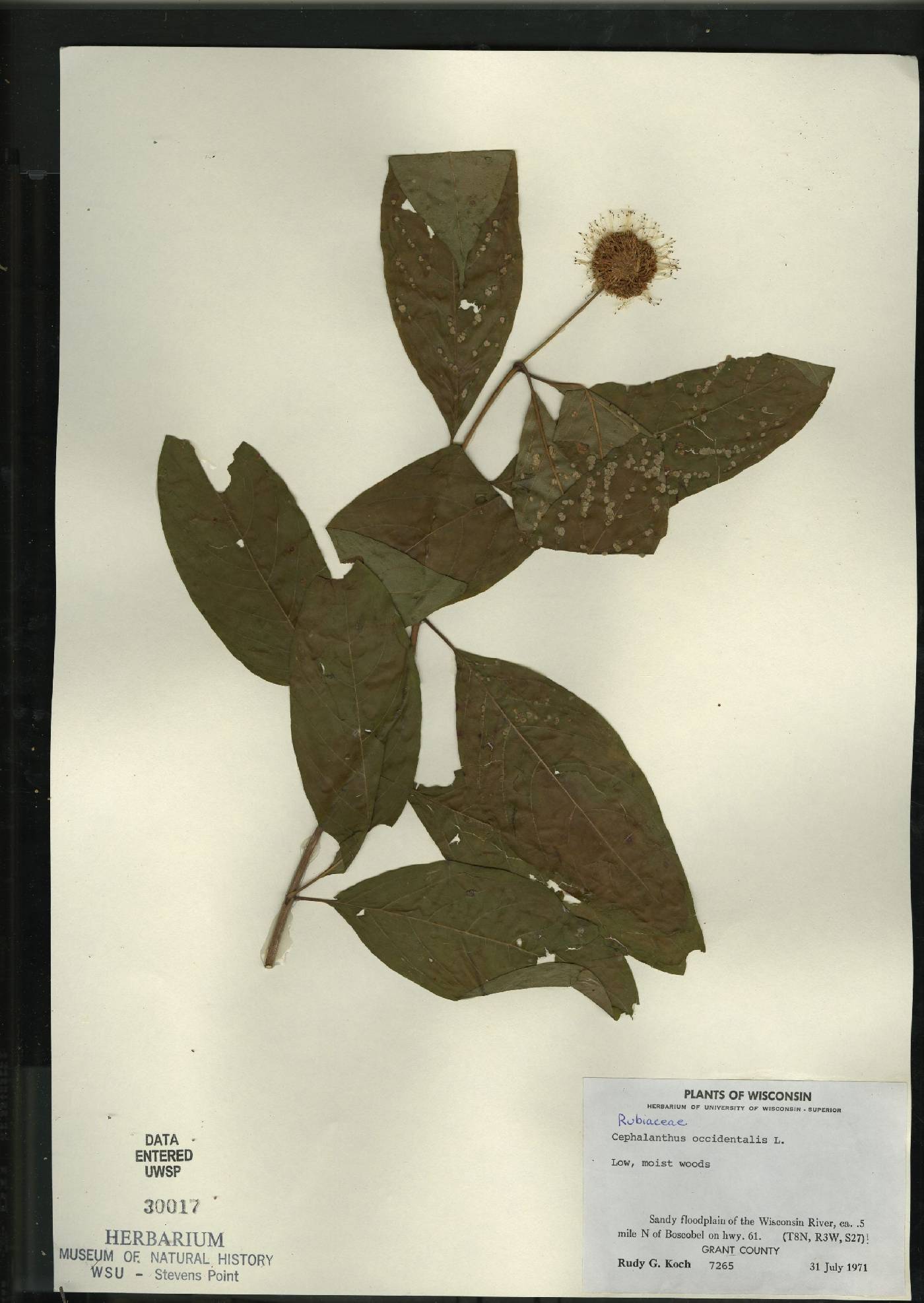 Cephalanthus occidentalis image