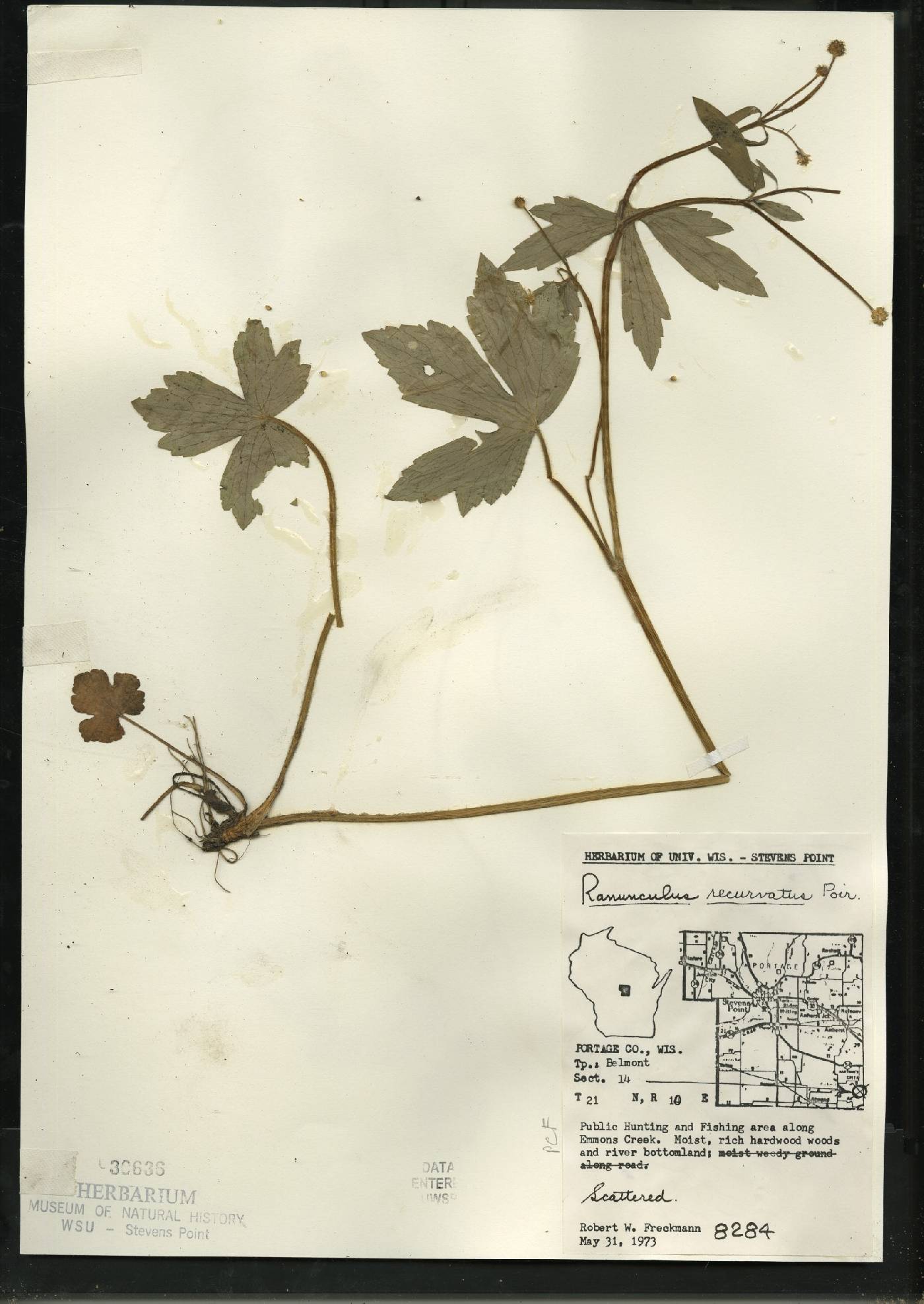 Ranunculus recurvatus var. recurvatus image