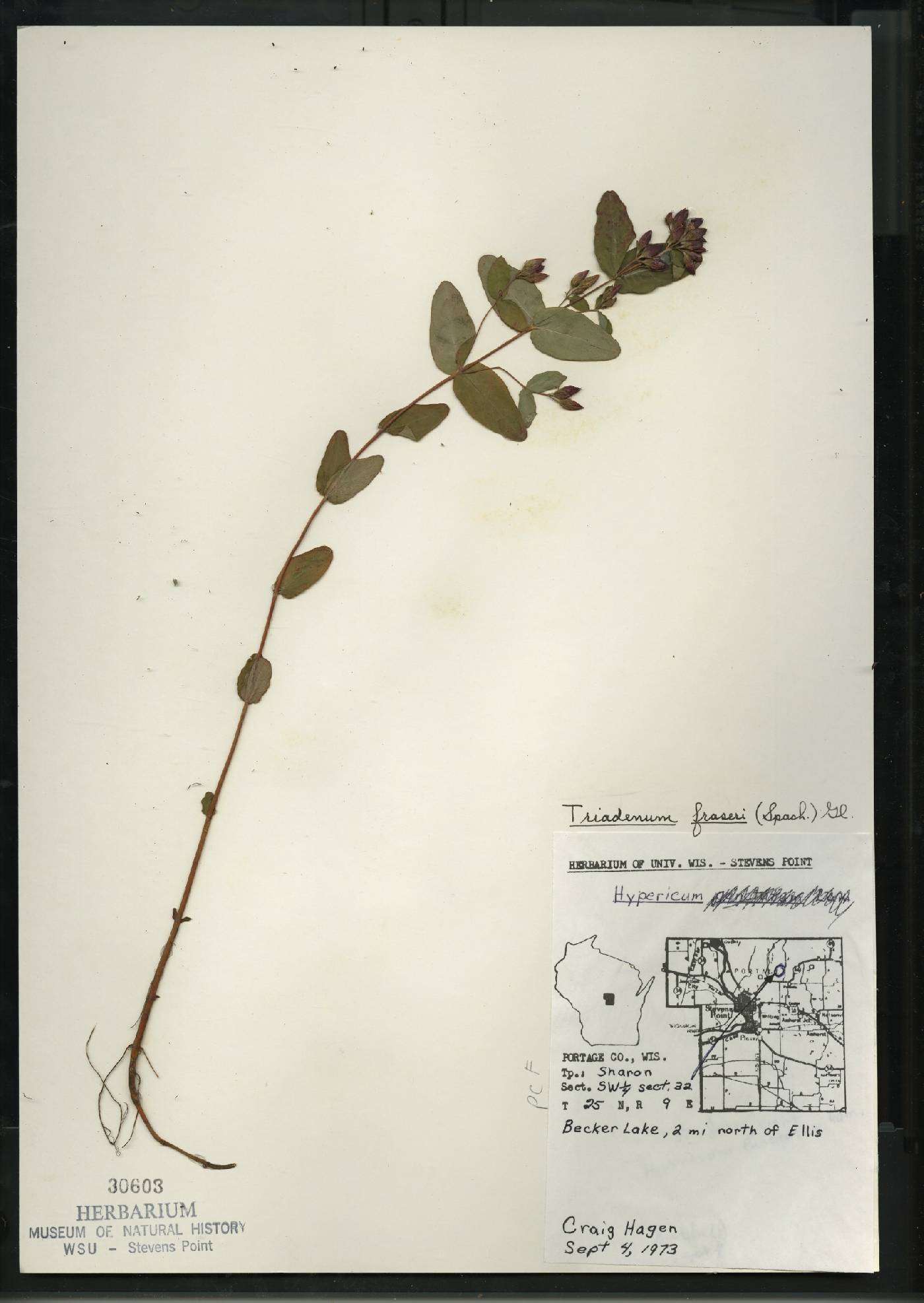 Triadenum fraseri image