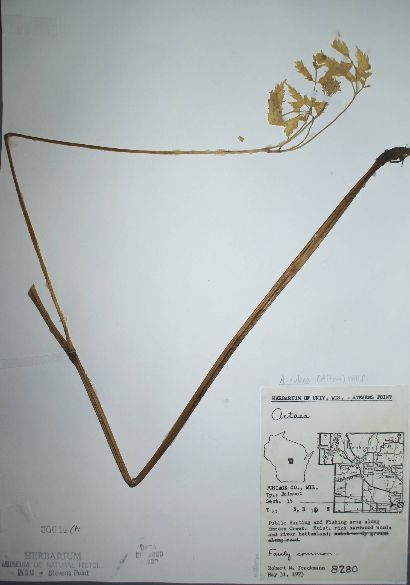 Actaea rubra image