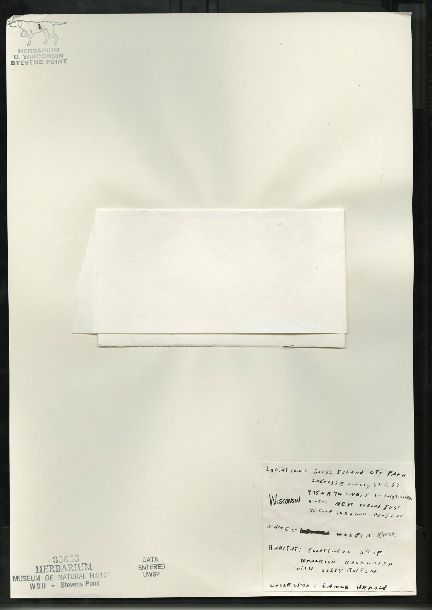 Wolffia columbiana image