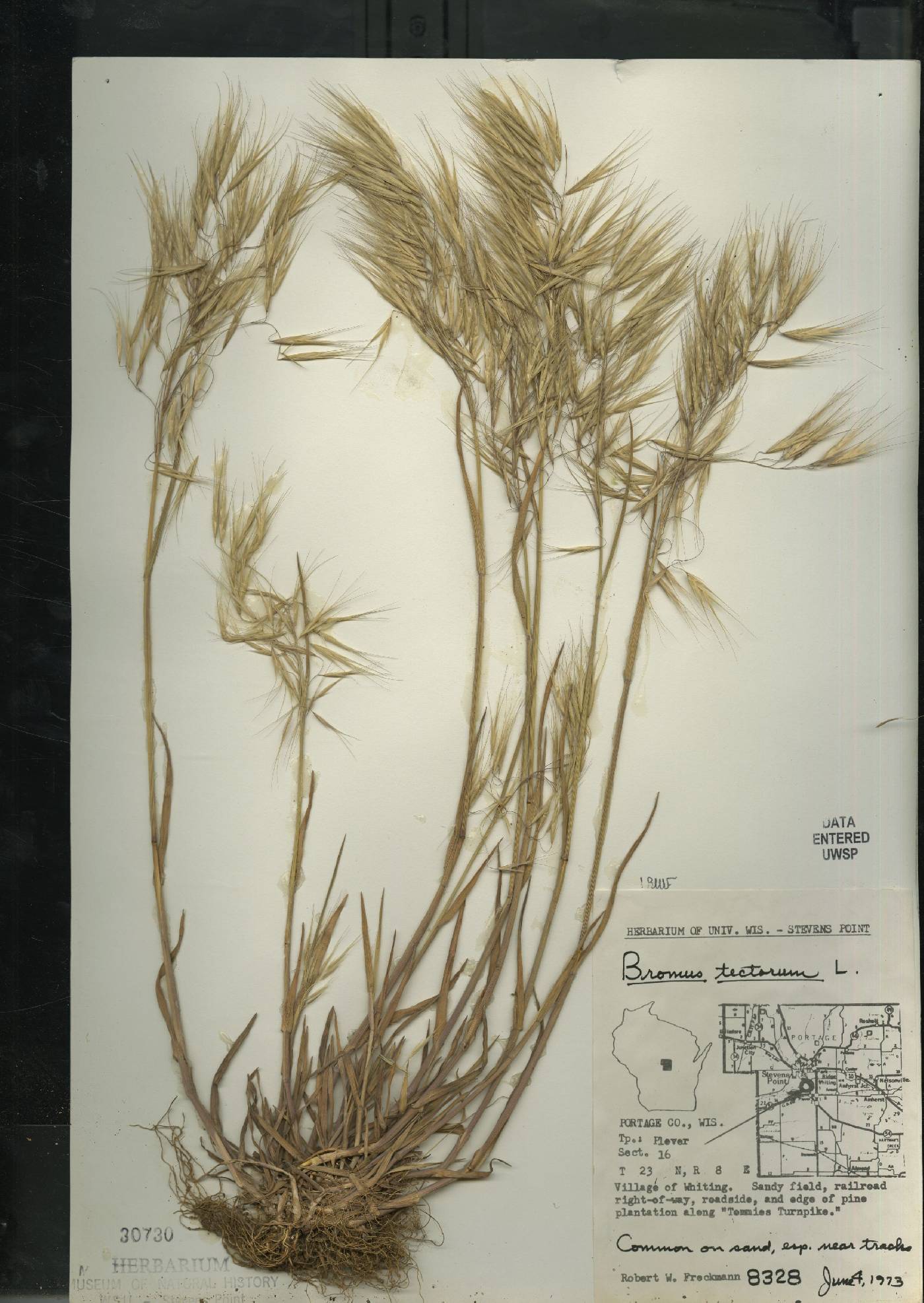 Bromus tectorum image