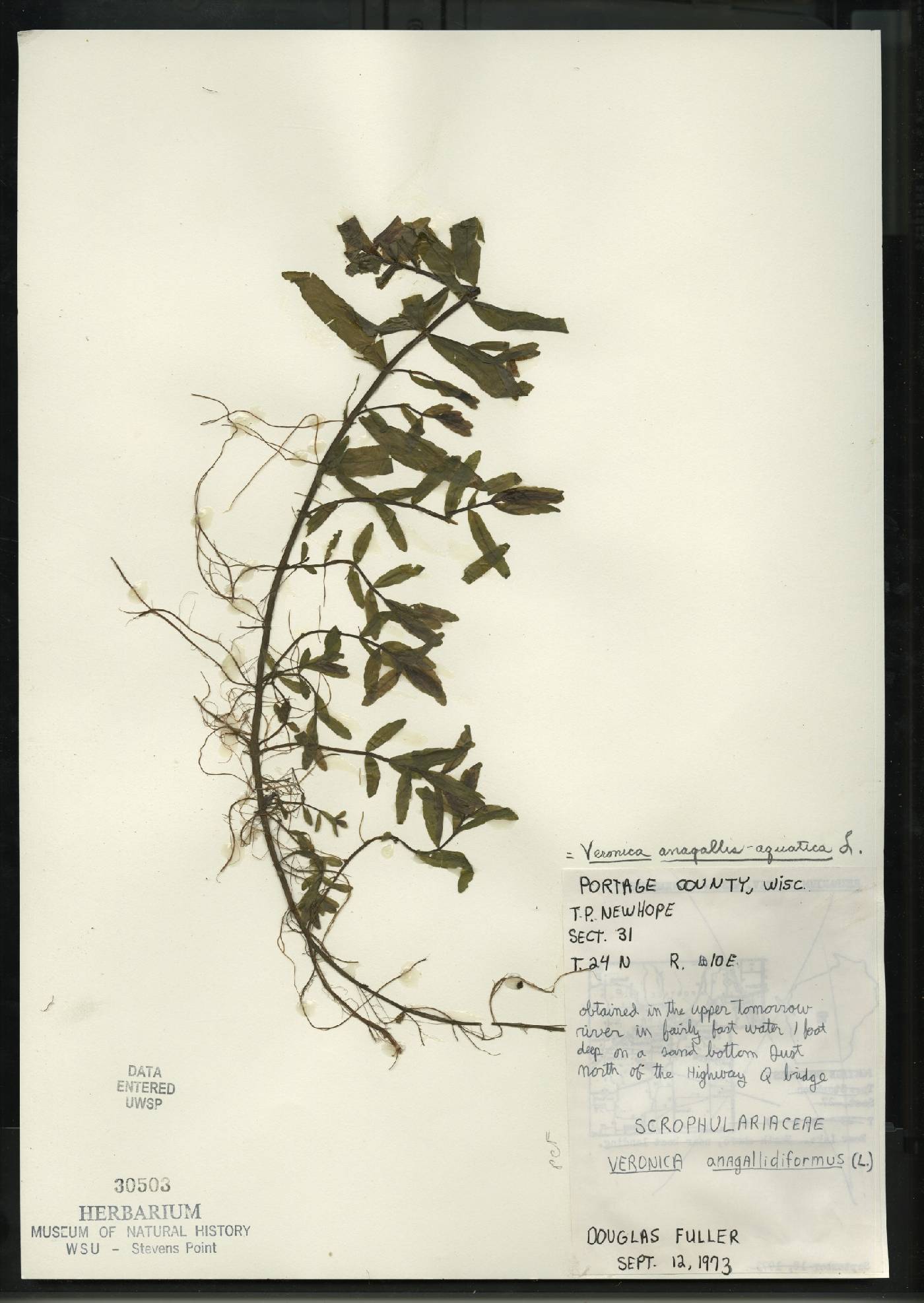Veronica anagallis-aquatica image