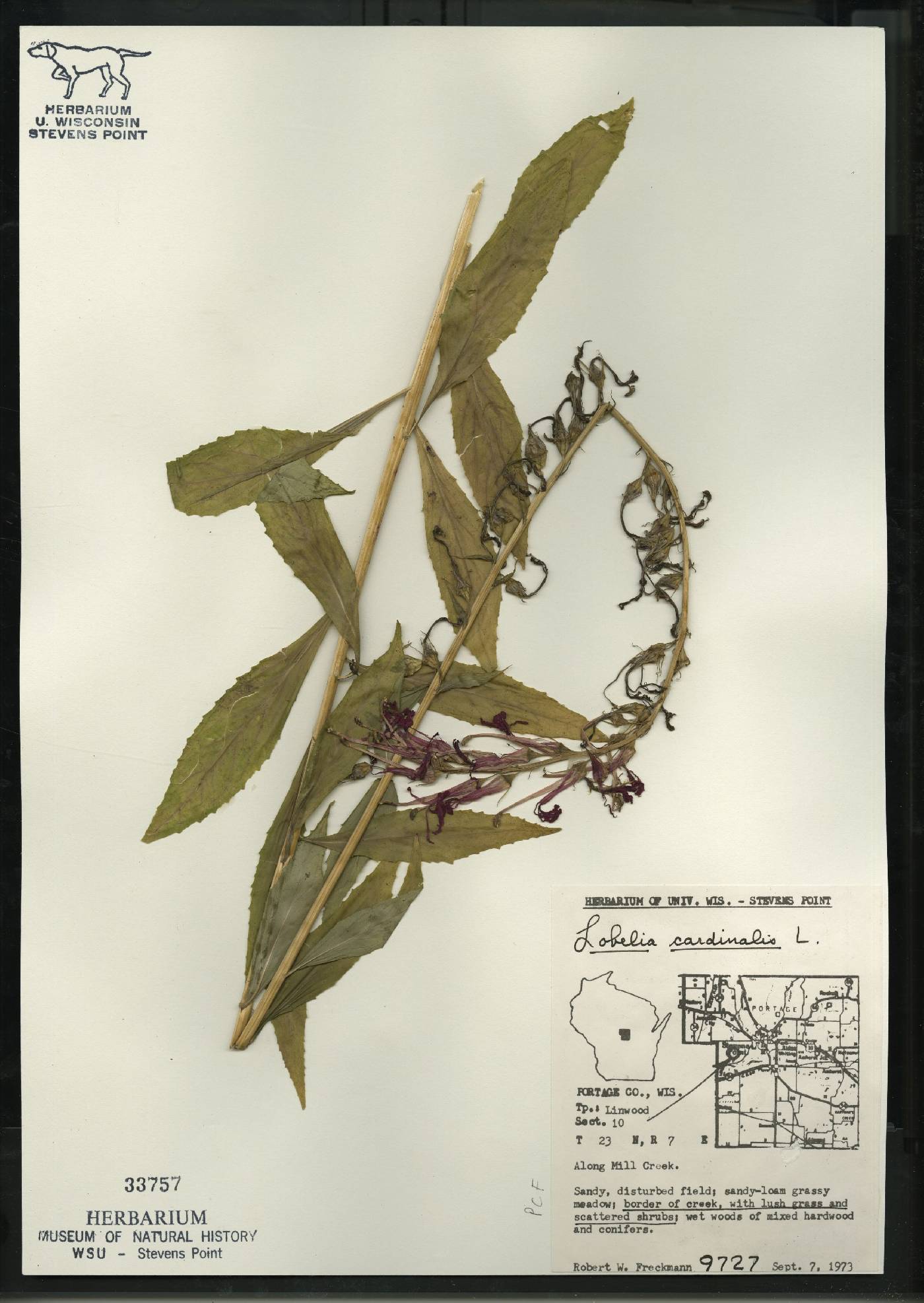 Lobelia cardinalis image