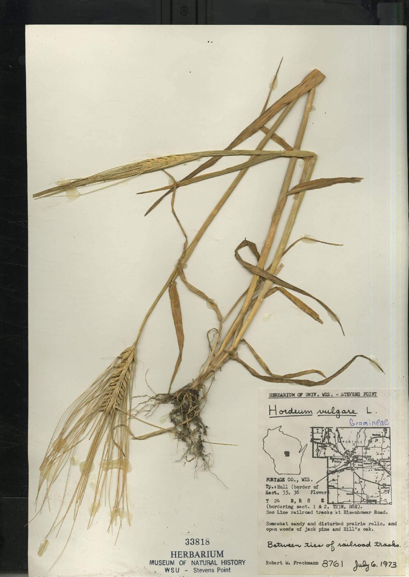 Hordeum vulgare image