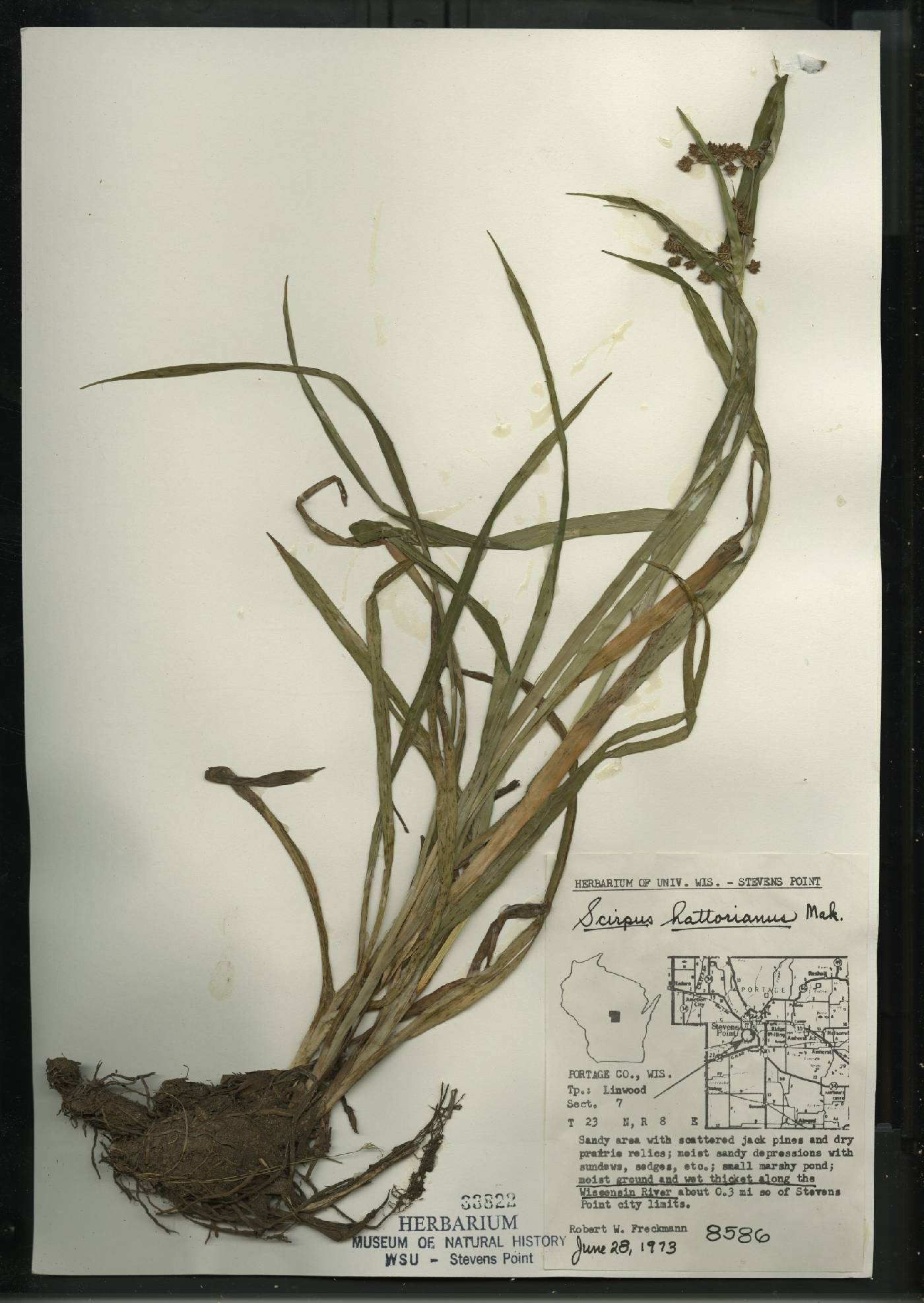 Scirpus hattorianus image
