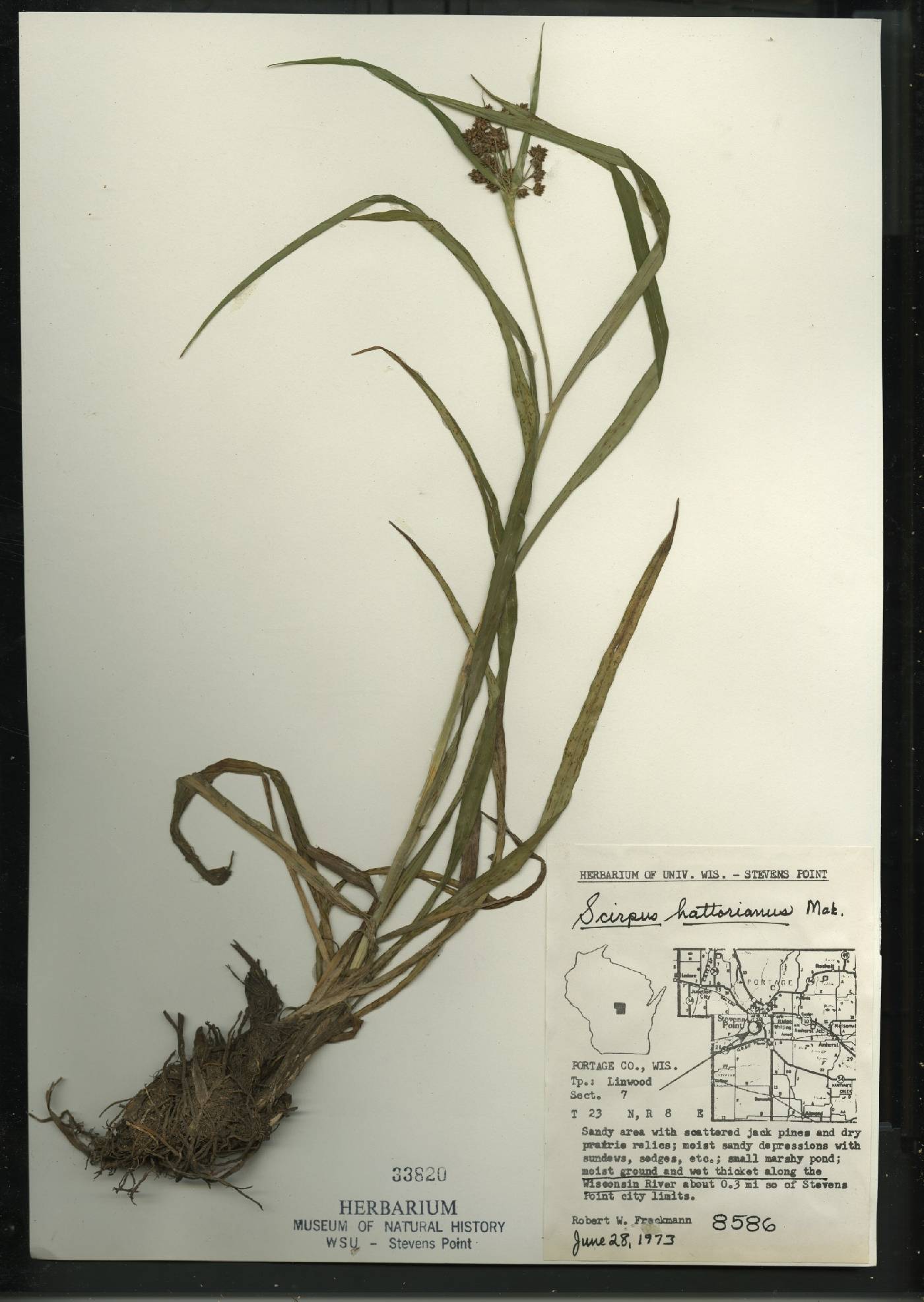 Scirpus hattorianus image