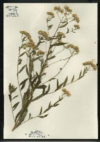Image of Doellingeria umbellata var. umbellata