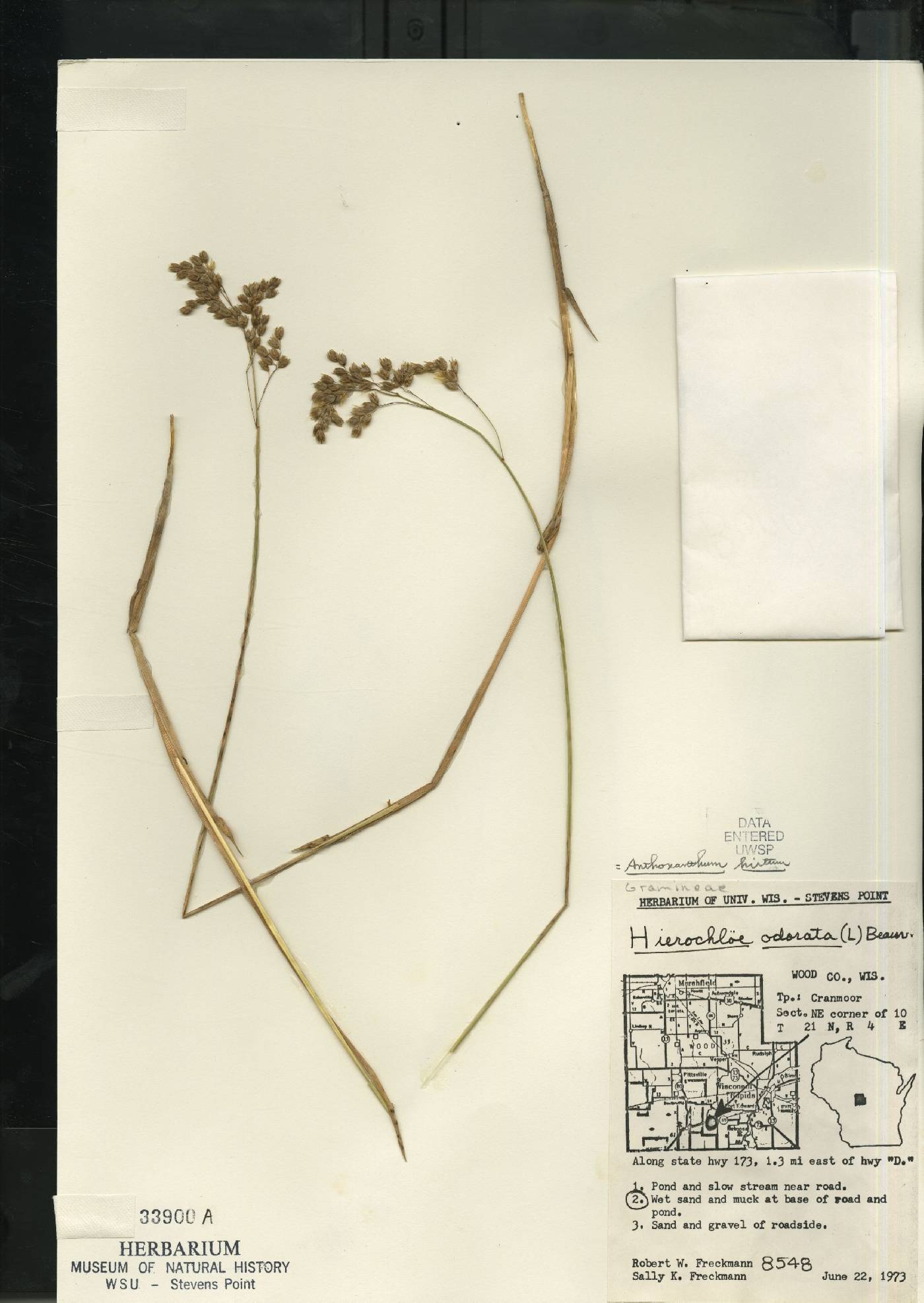 Anthoxanthum hirtum subsp. arcticum image