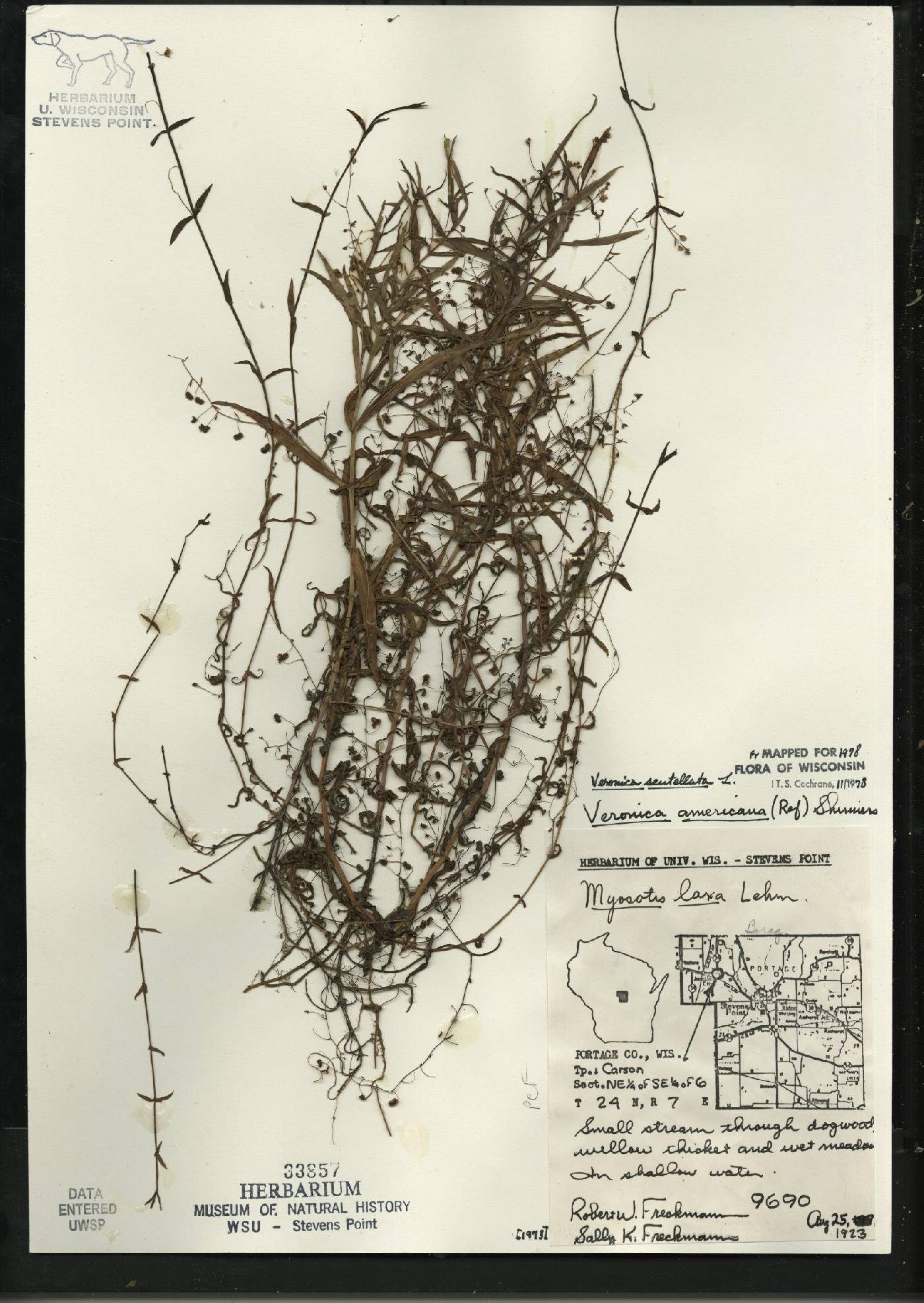 Veronica scutellata image