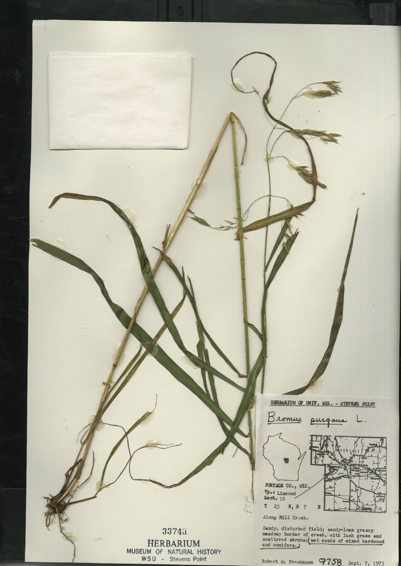 Bromus pubescens image