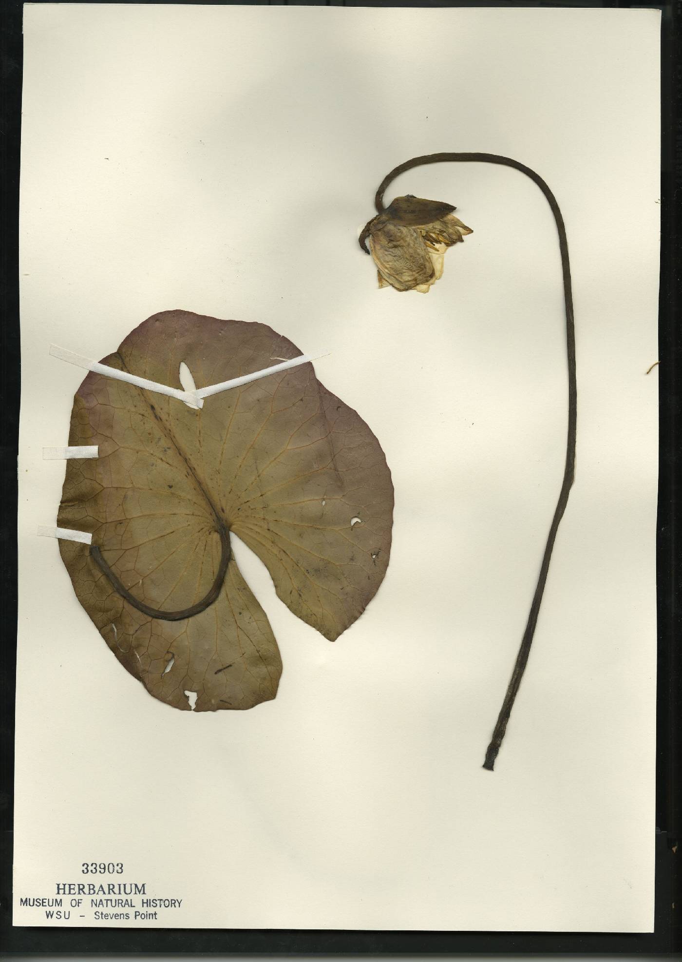 Nymphaea odorata subsp. tuberosa image