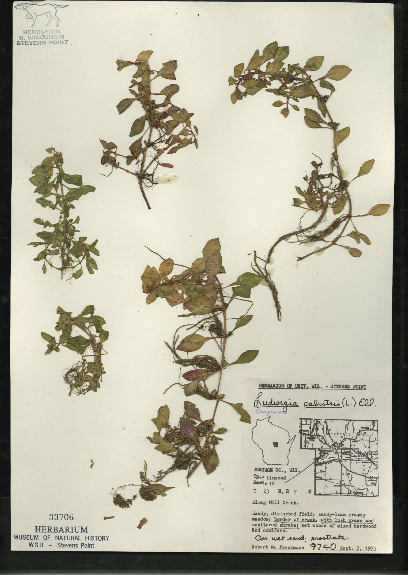 Ludwigia palustris image