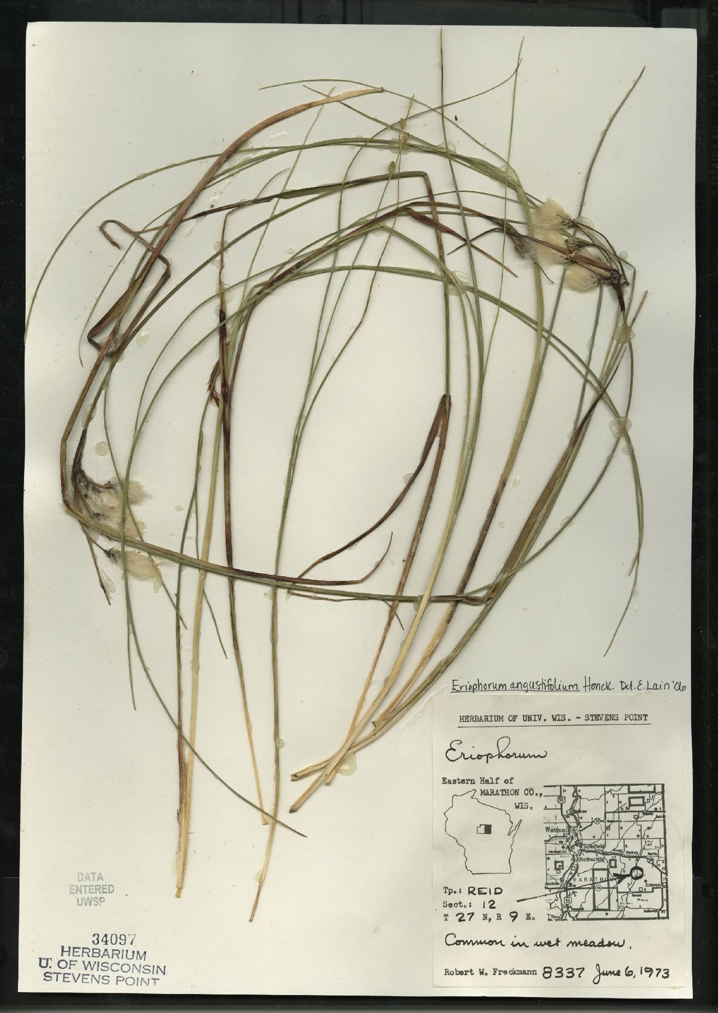 Eriophorum angustifolium subsp. angustifolium image