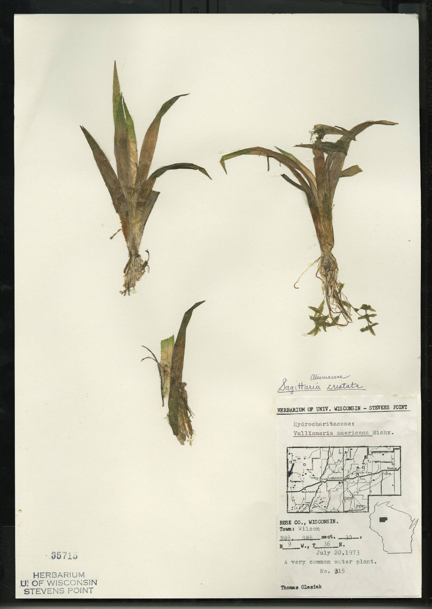 Sagittaria cristata image