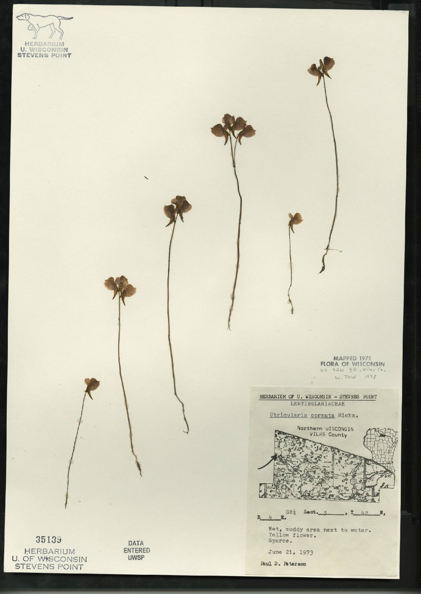 Utricularia cornuta image